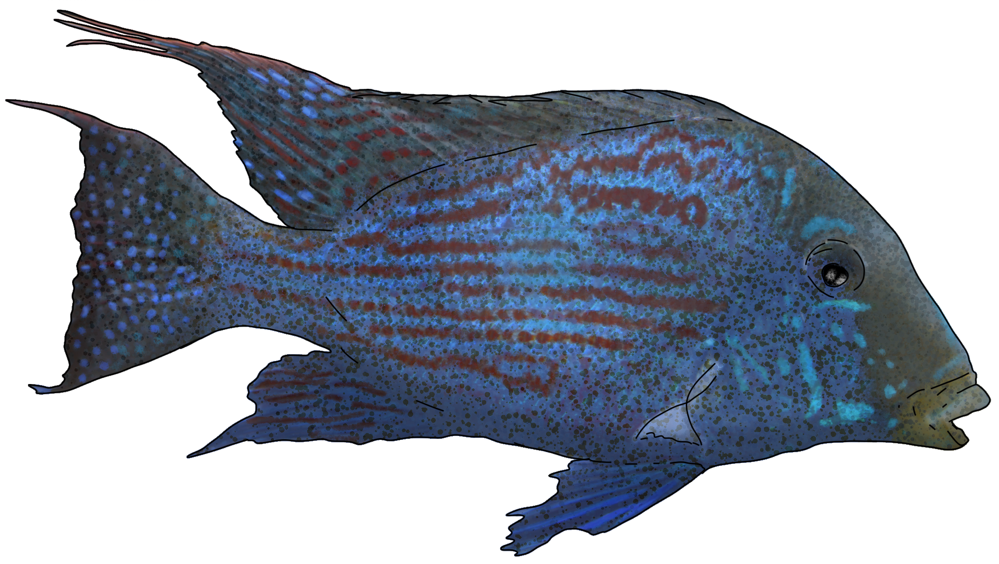 Geophagus sp.