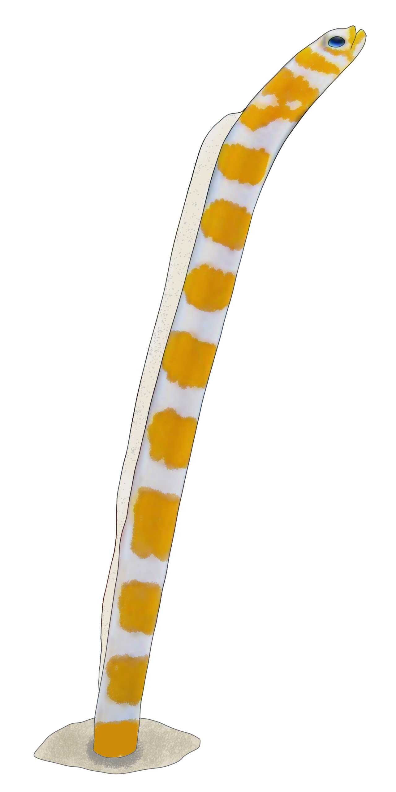 Gorgasia preclara