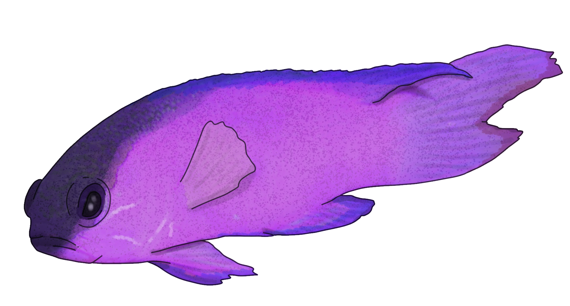 Gramma melacara
