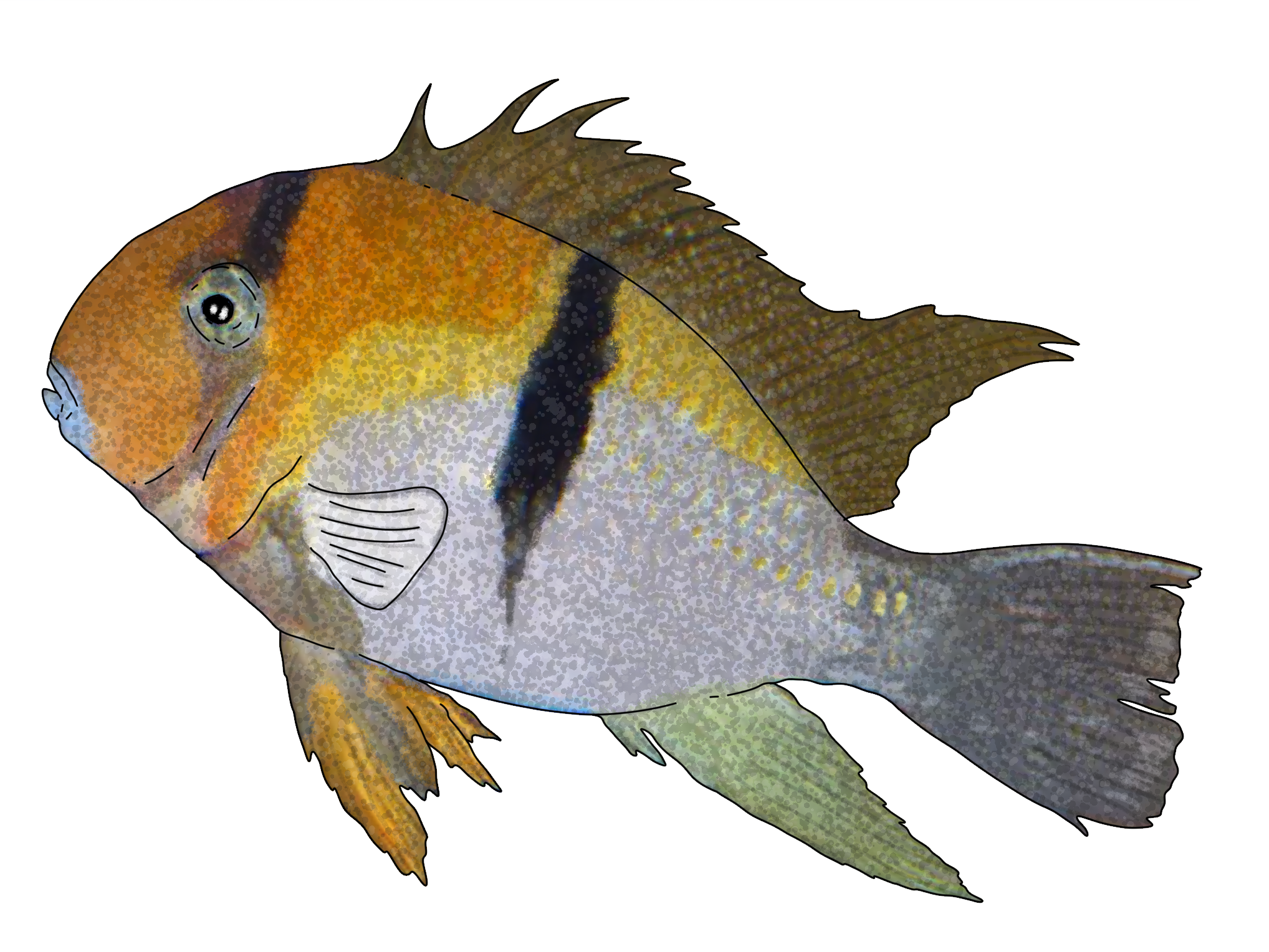 Guianacara owroewefi (geayi?)
