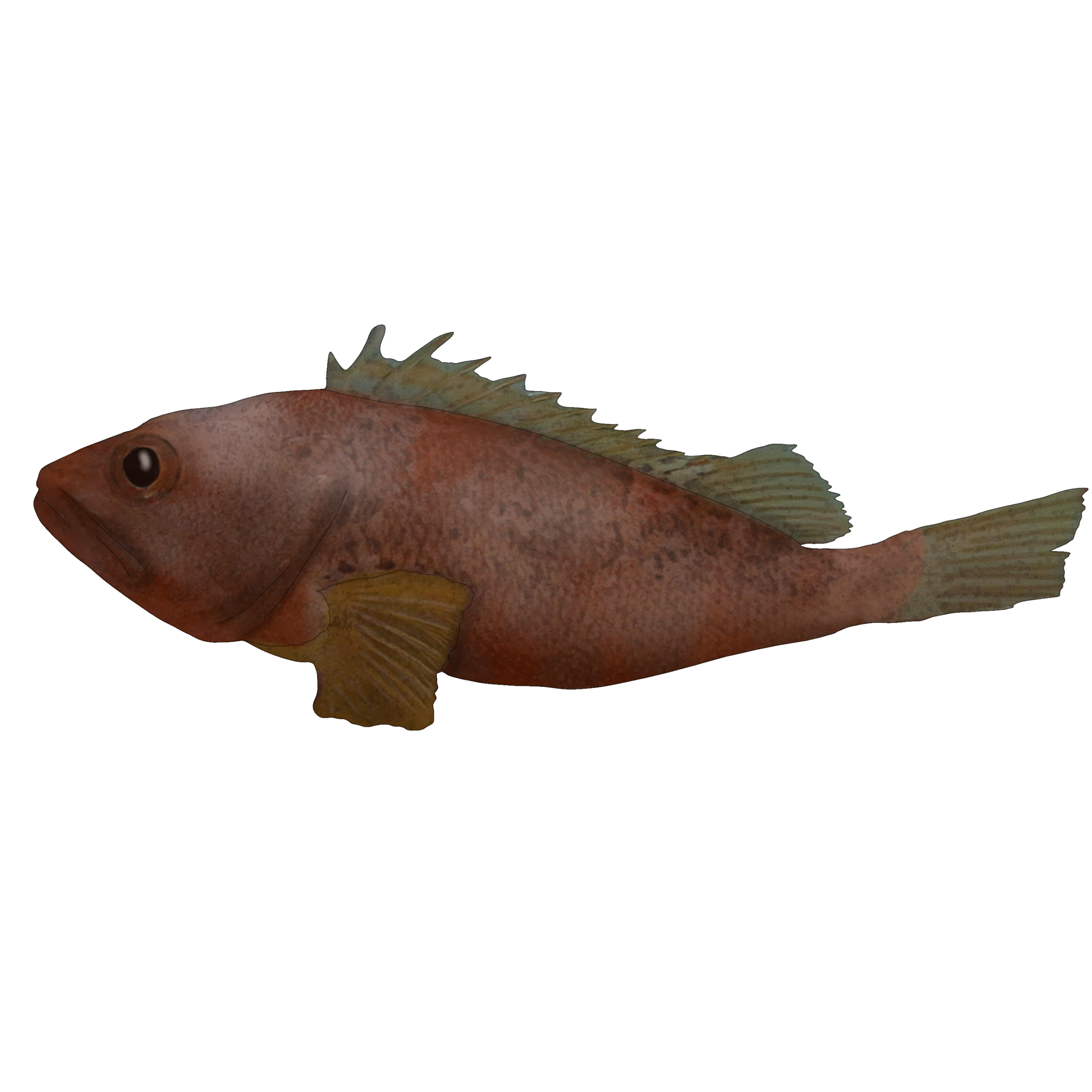 Helicolenus hilgendorfii