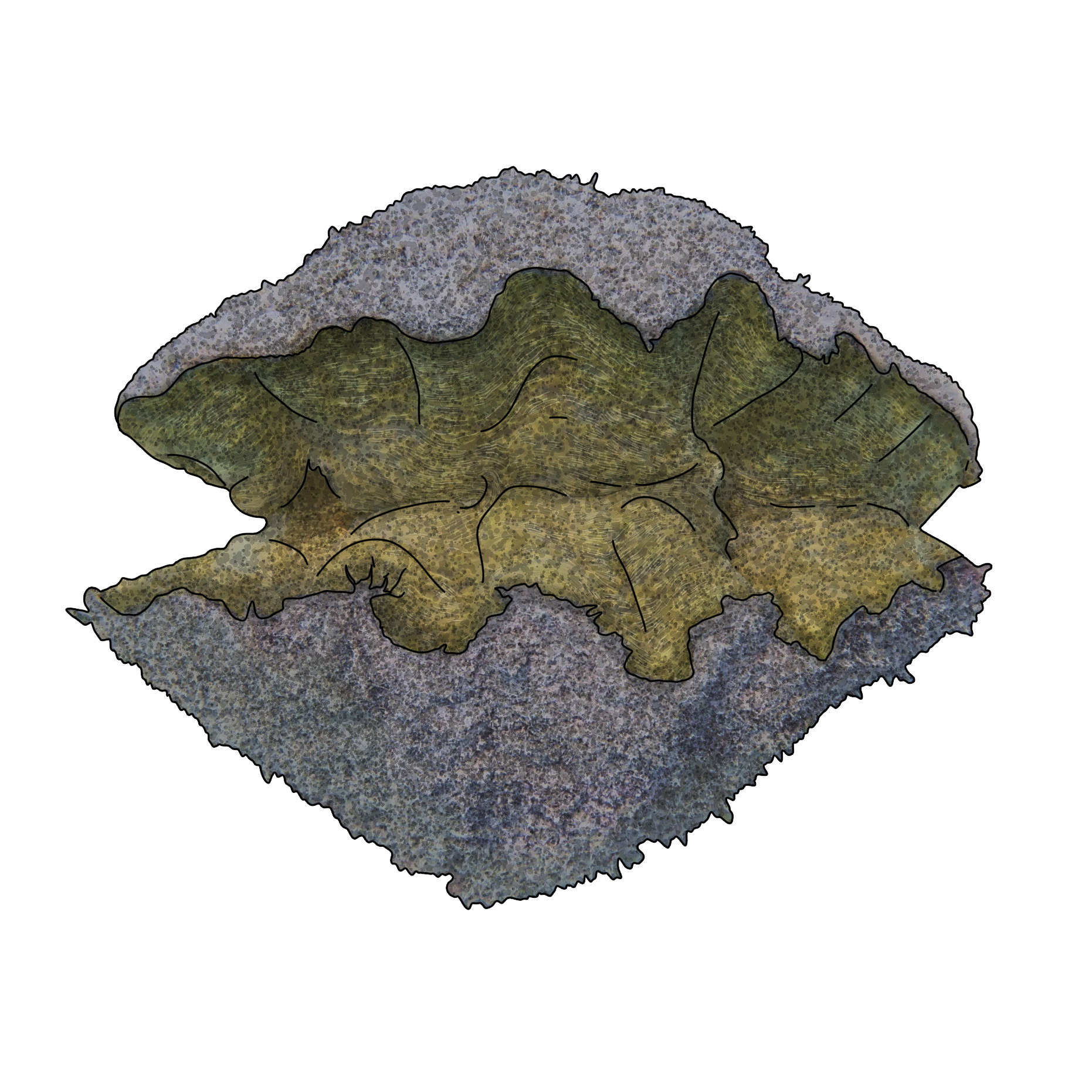 Hippopus hippopus