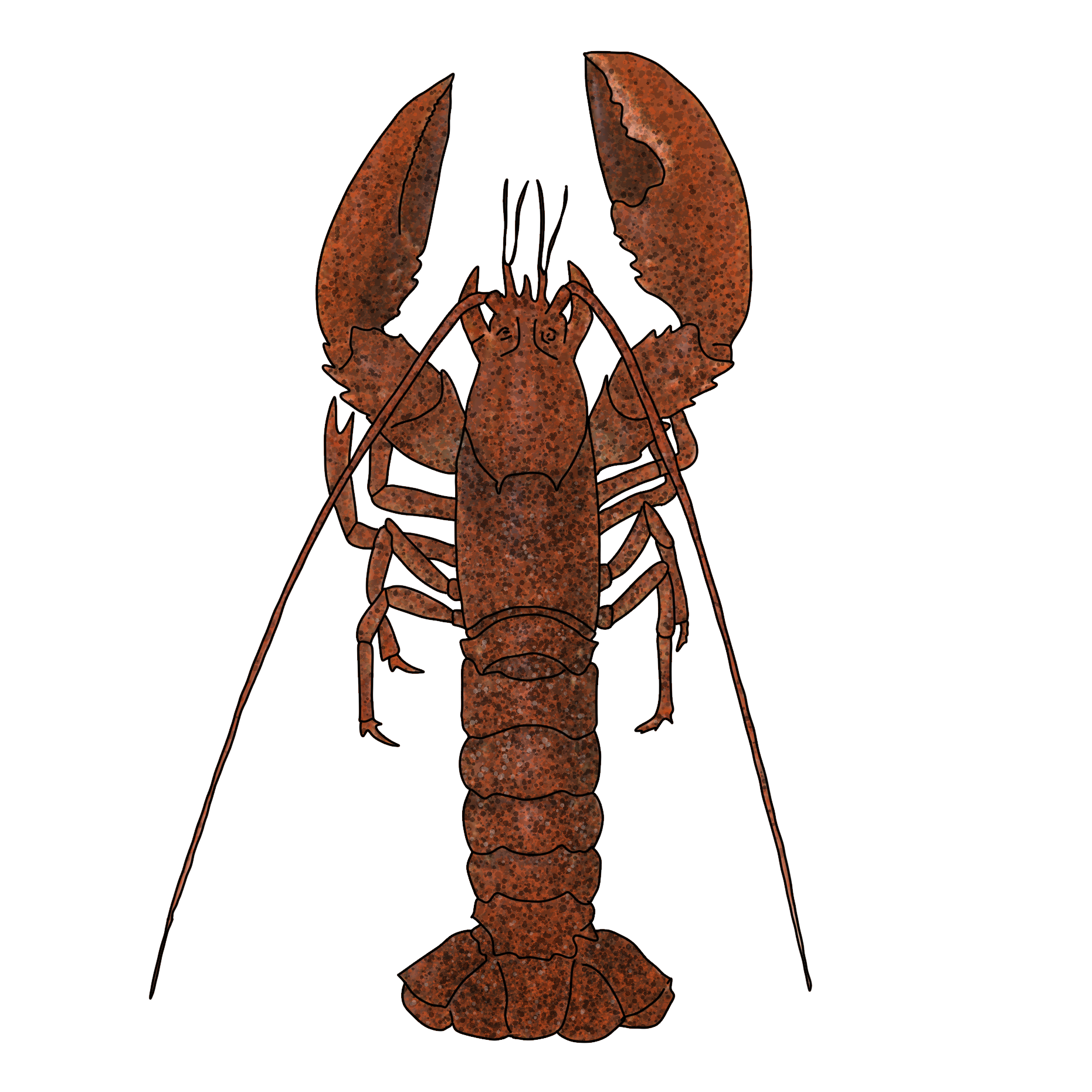 Homarus gammarus​