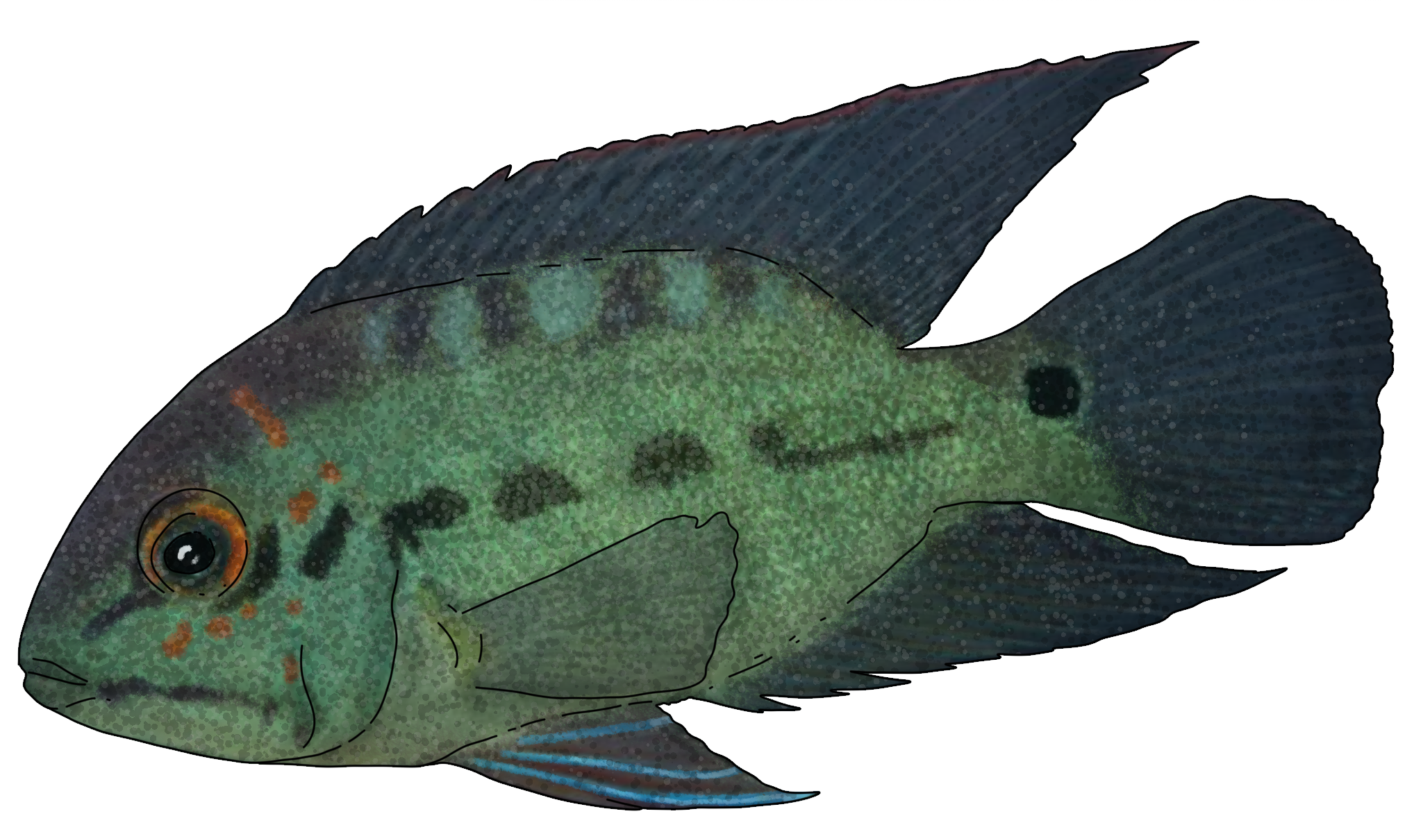 Hoplarchus psittacus
