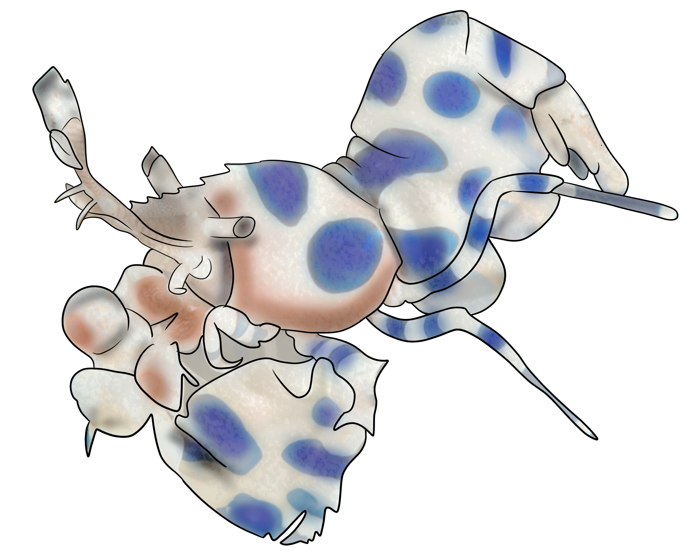 Hymenocera picta