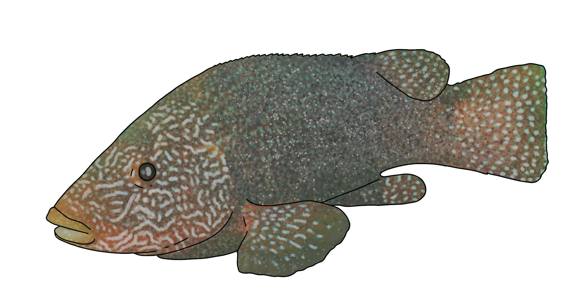 Labrus bergylta