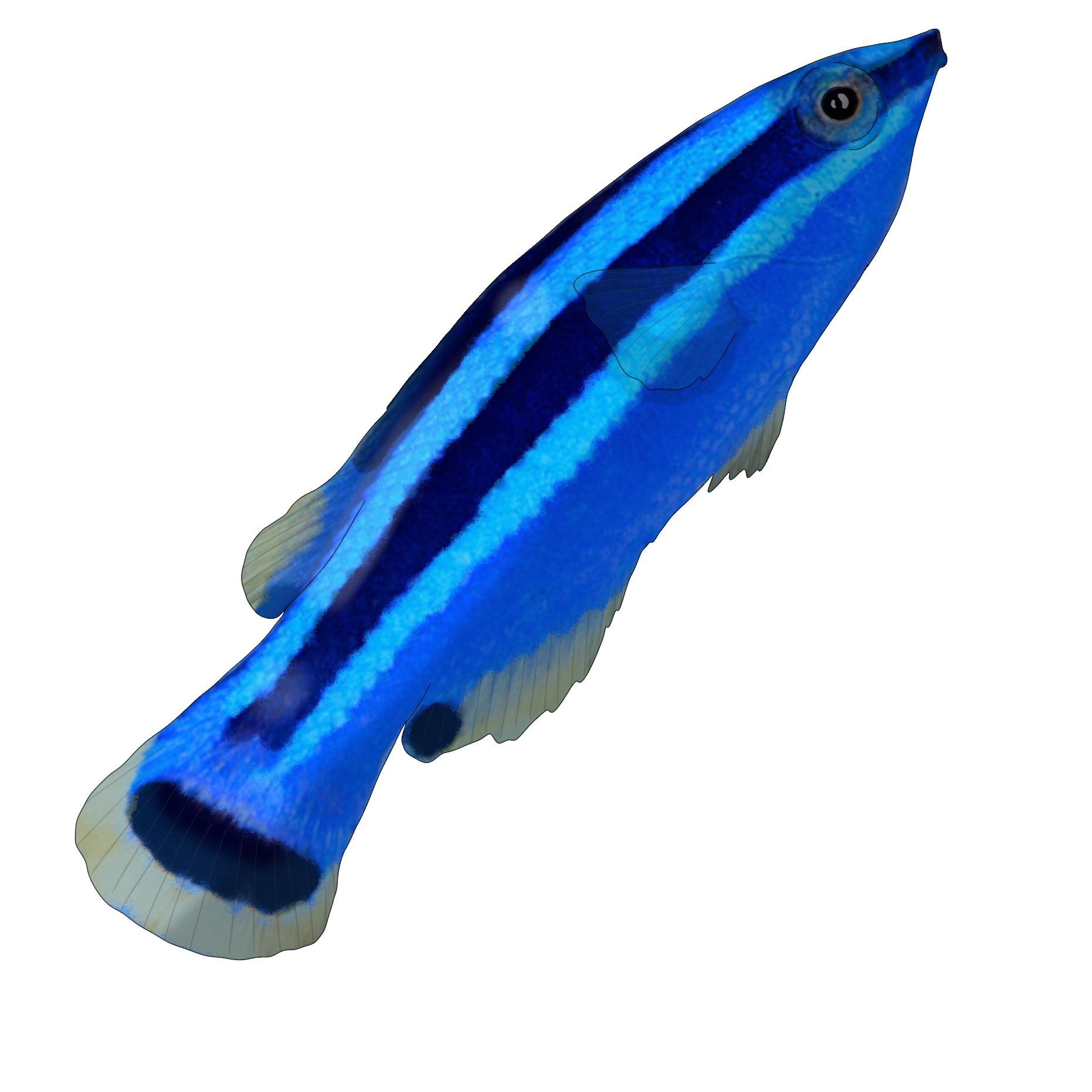 Larabicus quadrilineatus