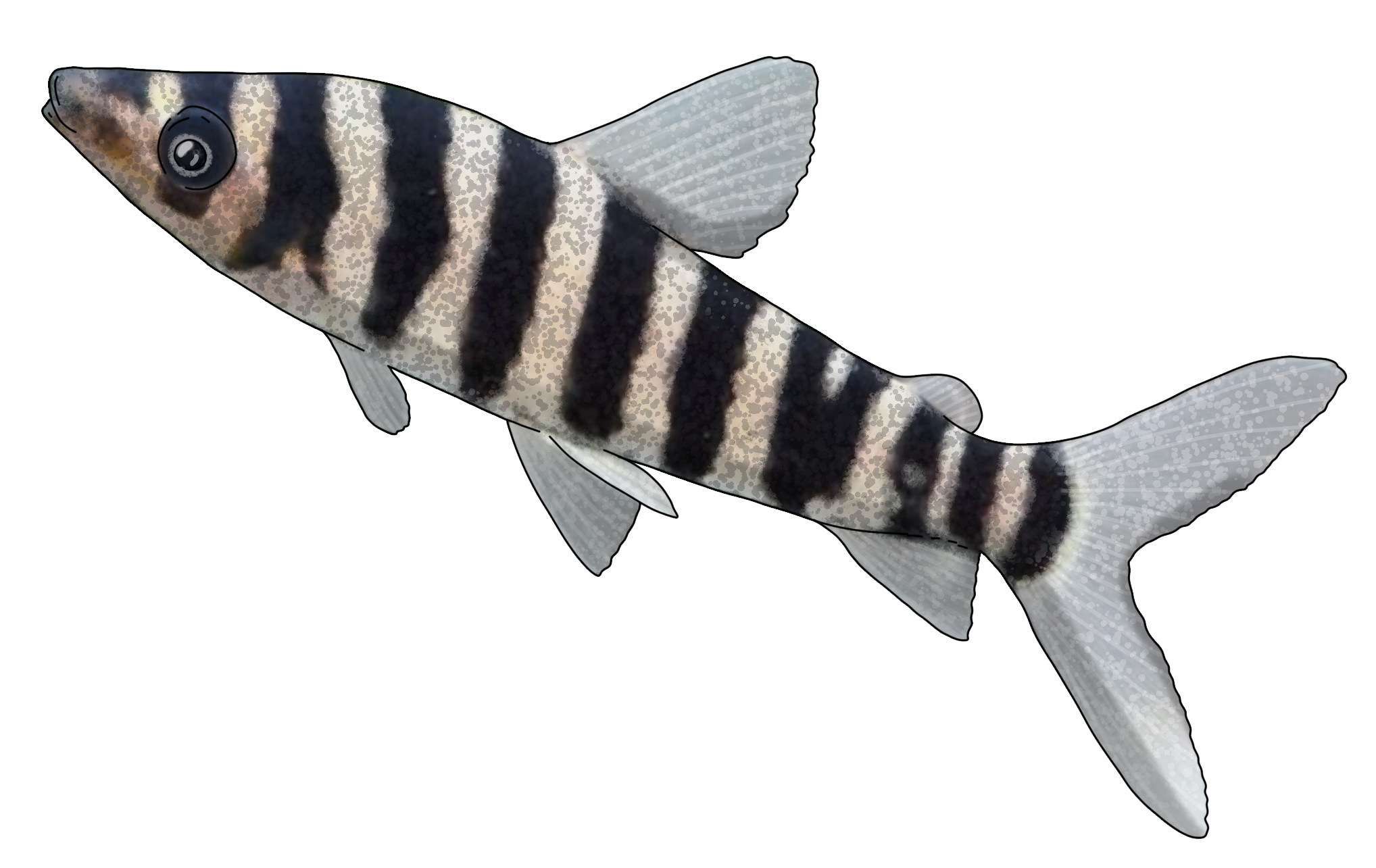 Leporinus fasciatus