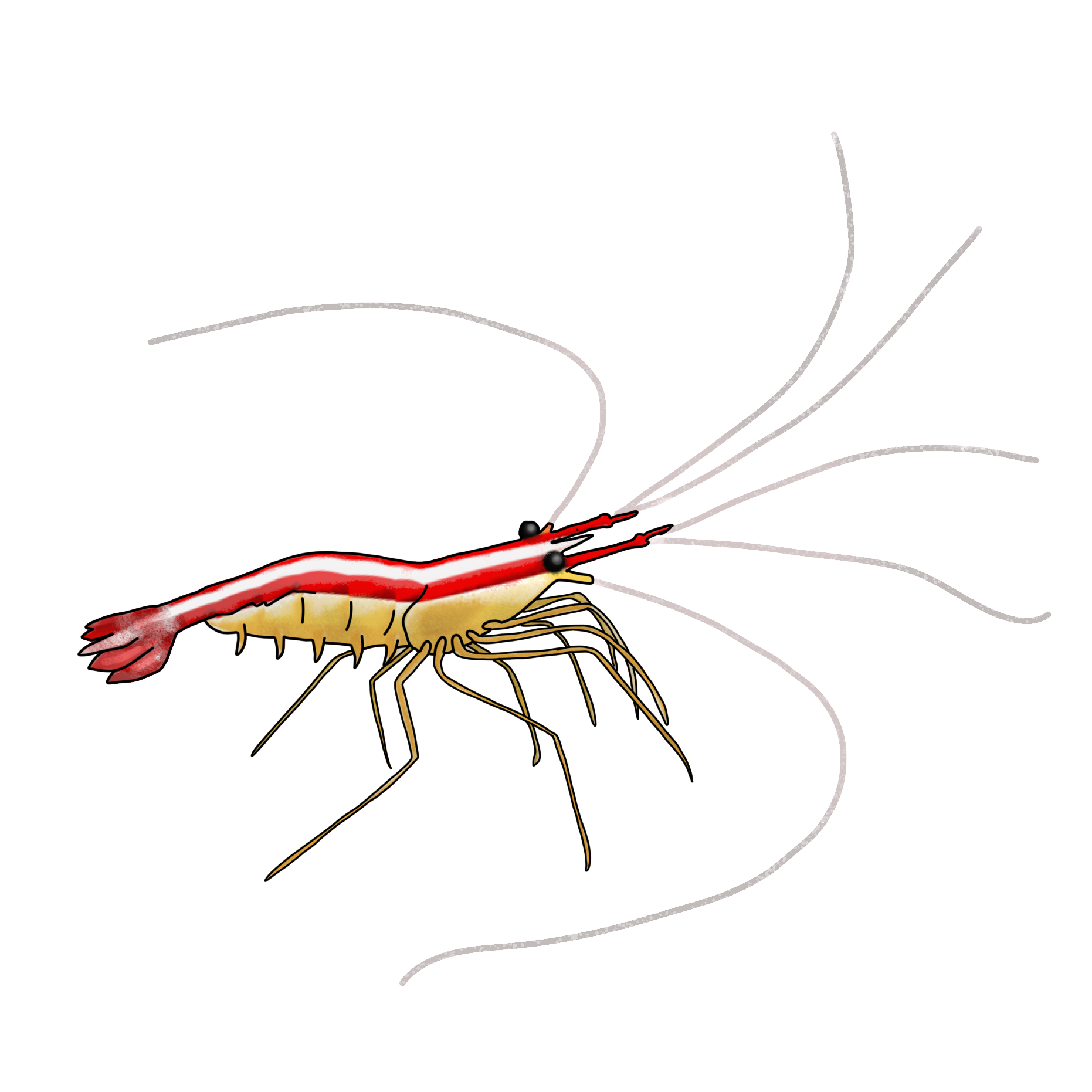 Lysmata amboinensis