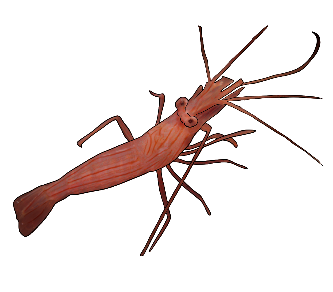 Lysmata wurdemanni