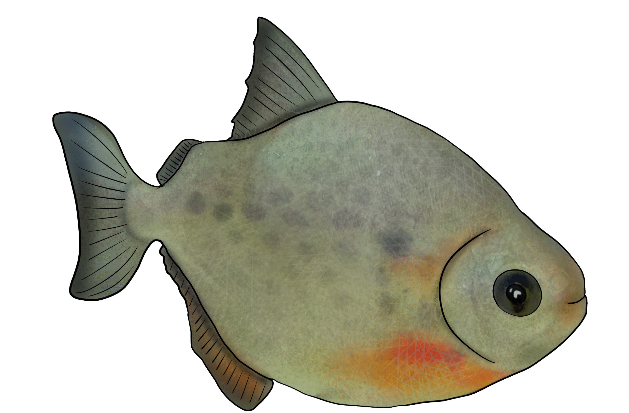 Metynnis maculatus