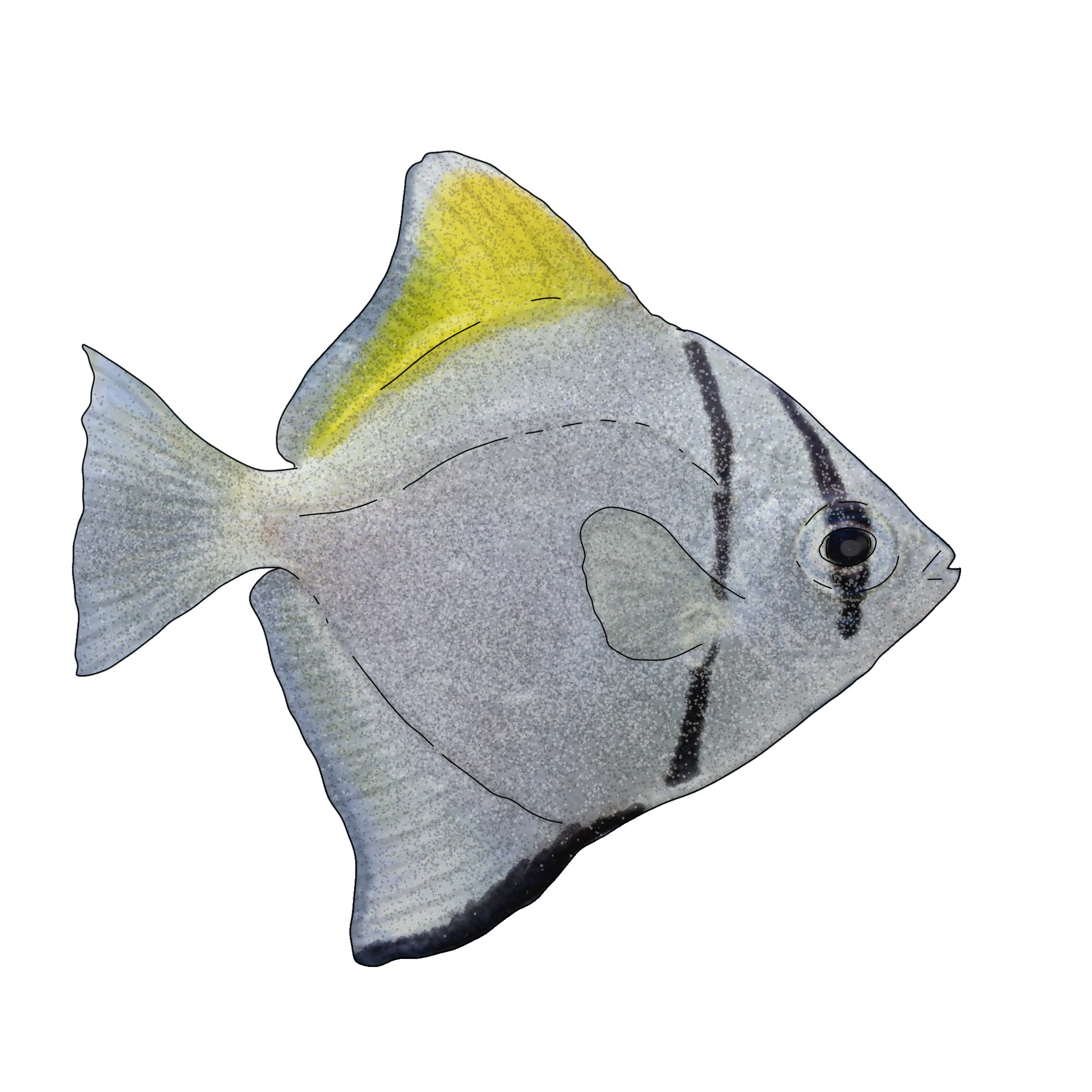Monodactylus argenteus