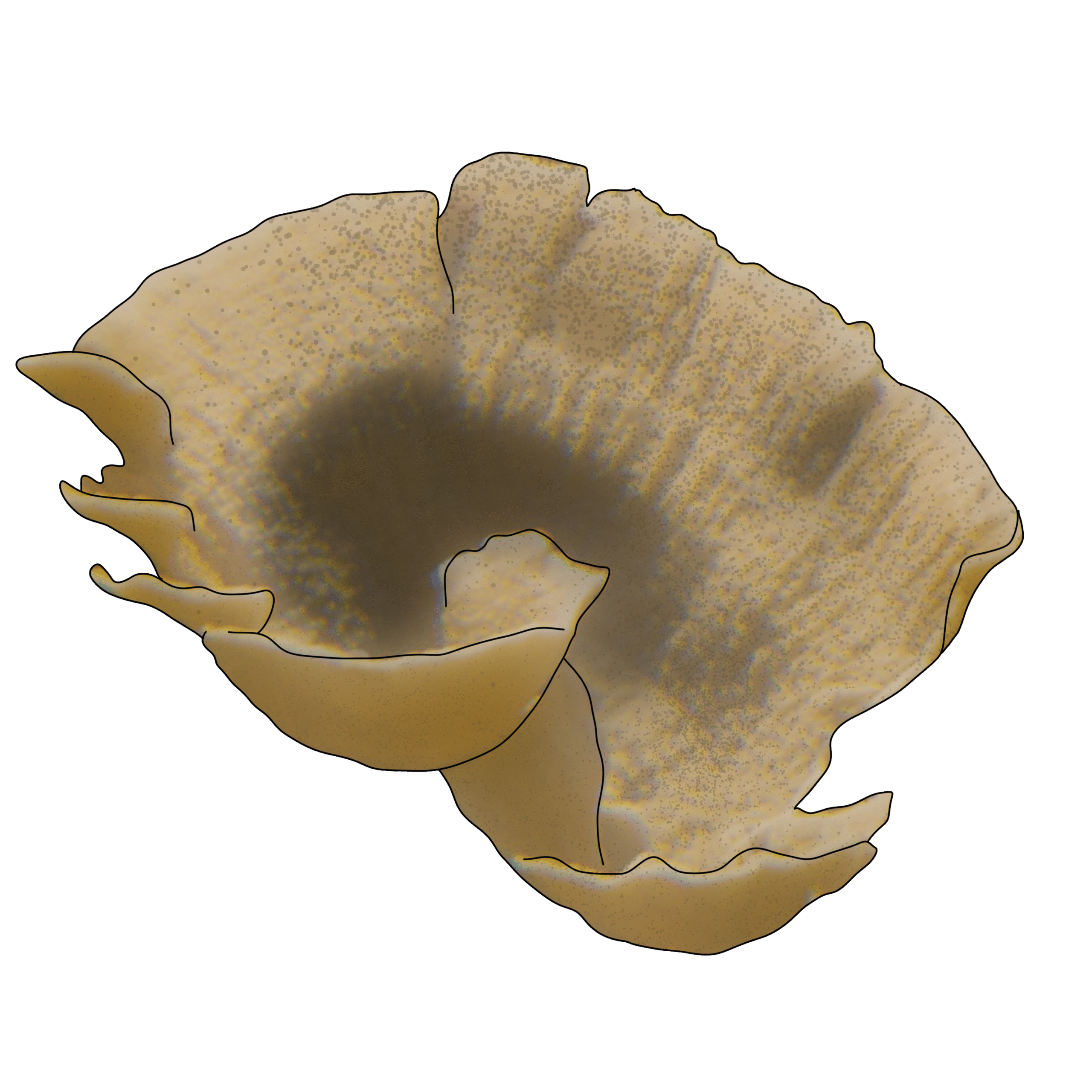 Montipora danae