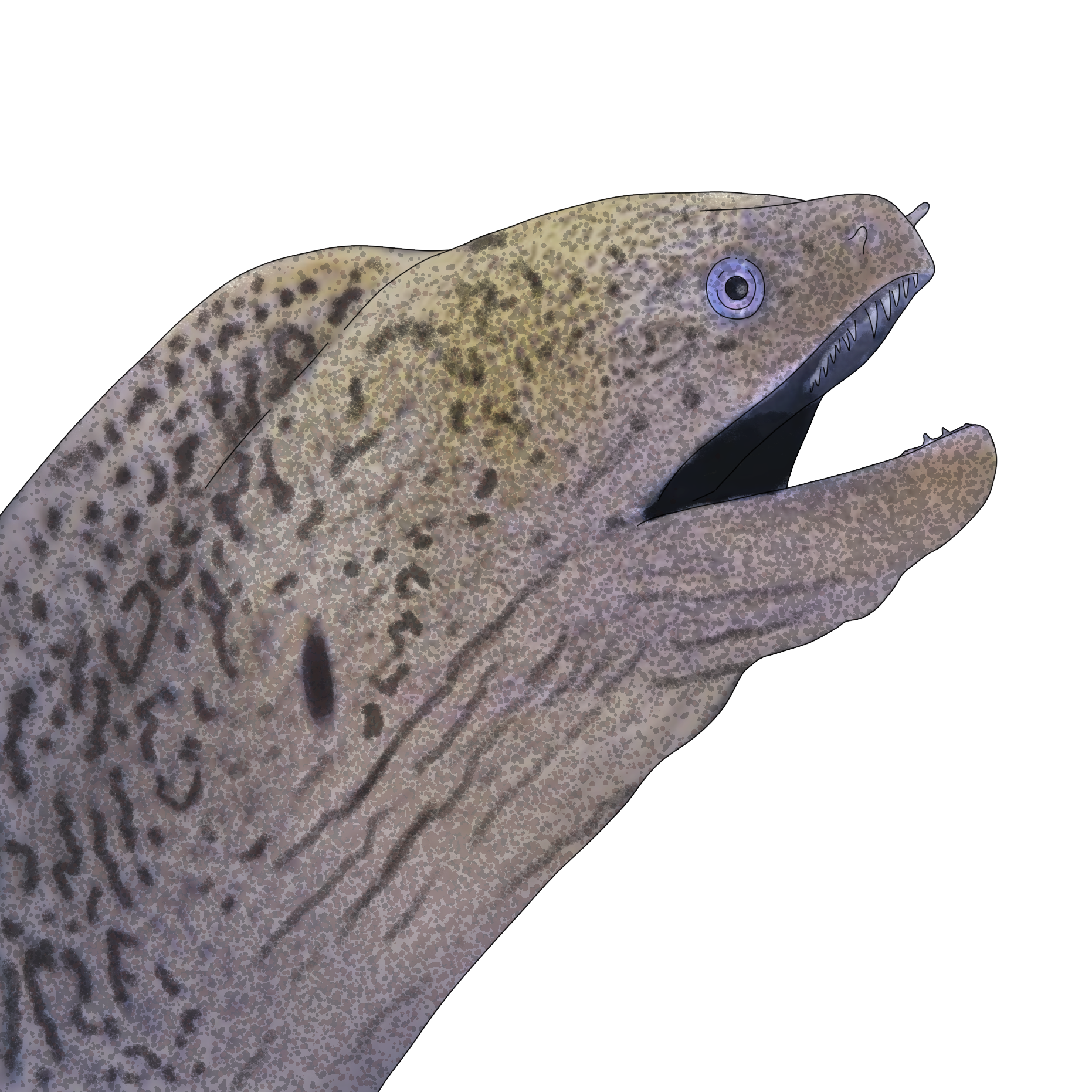 Muraena helena​