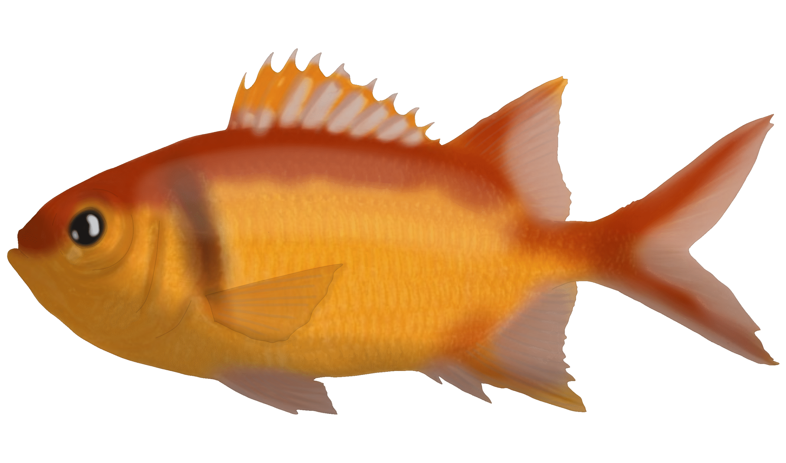 Myripristis jacobus