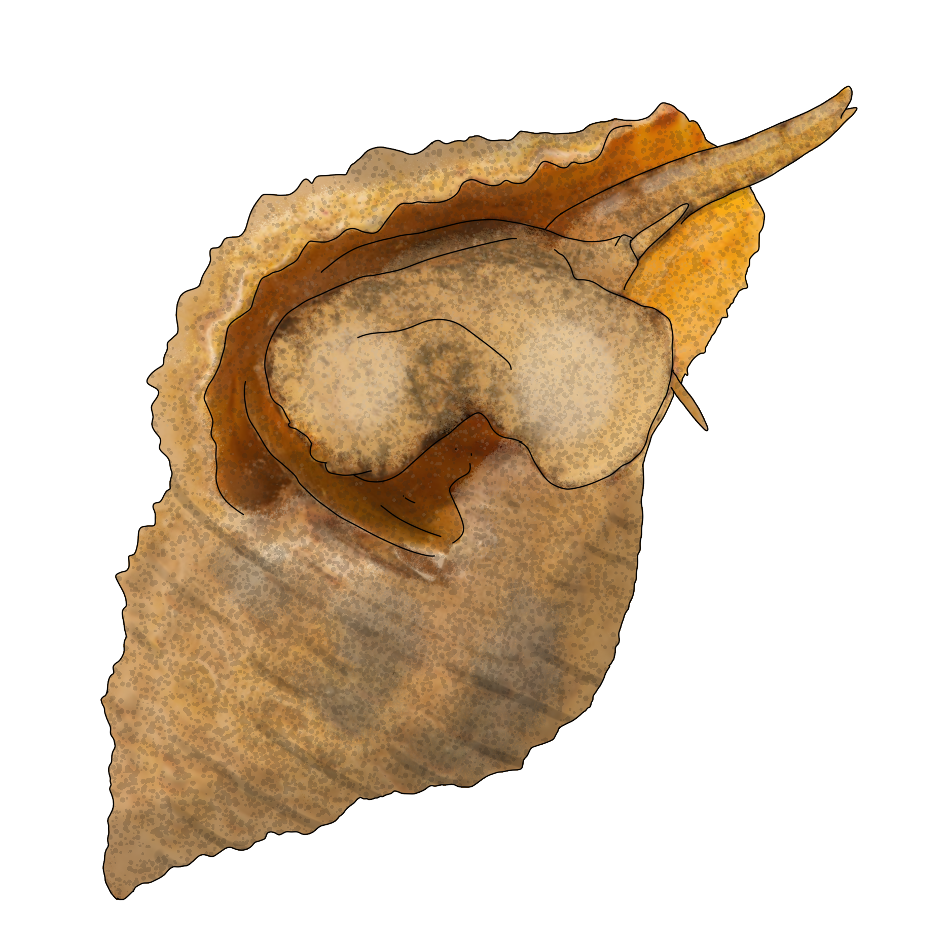 Nassarius margaritifer