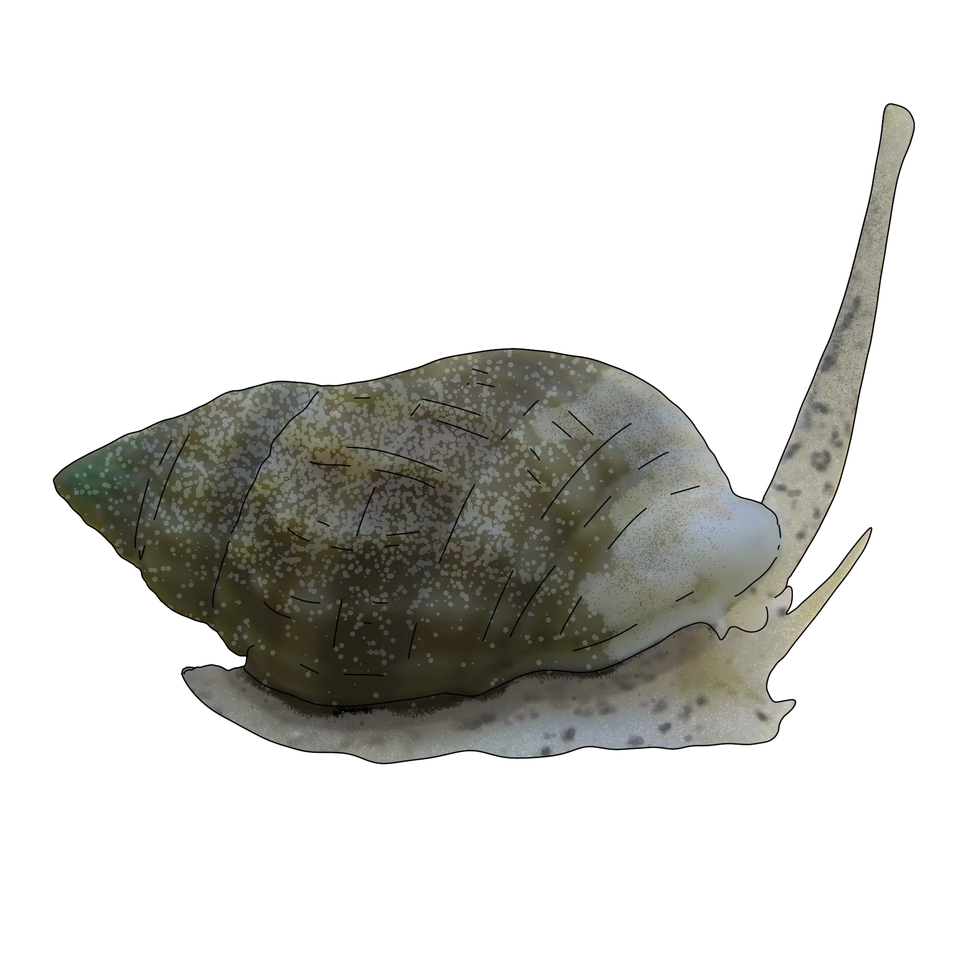 Nassarius vibex