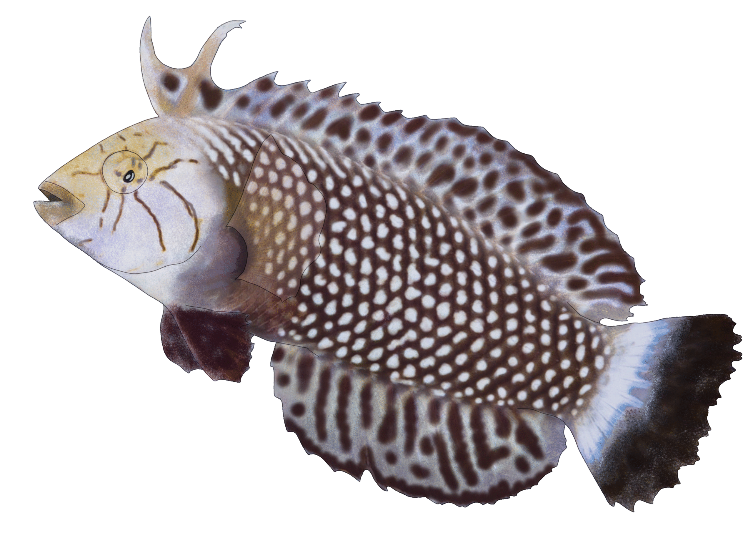 Novaculichthys taeniourus