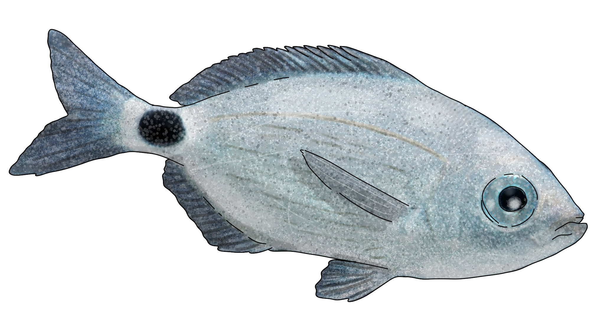 Oblada melanura