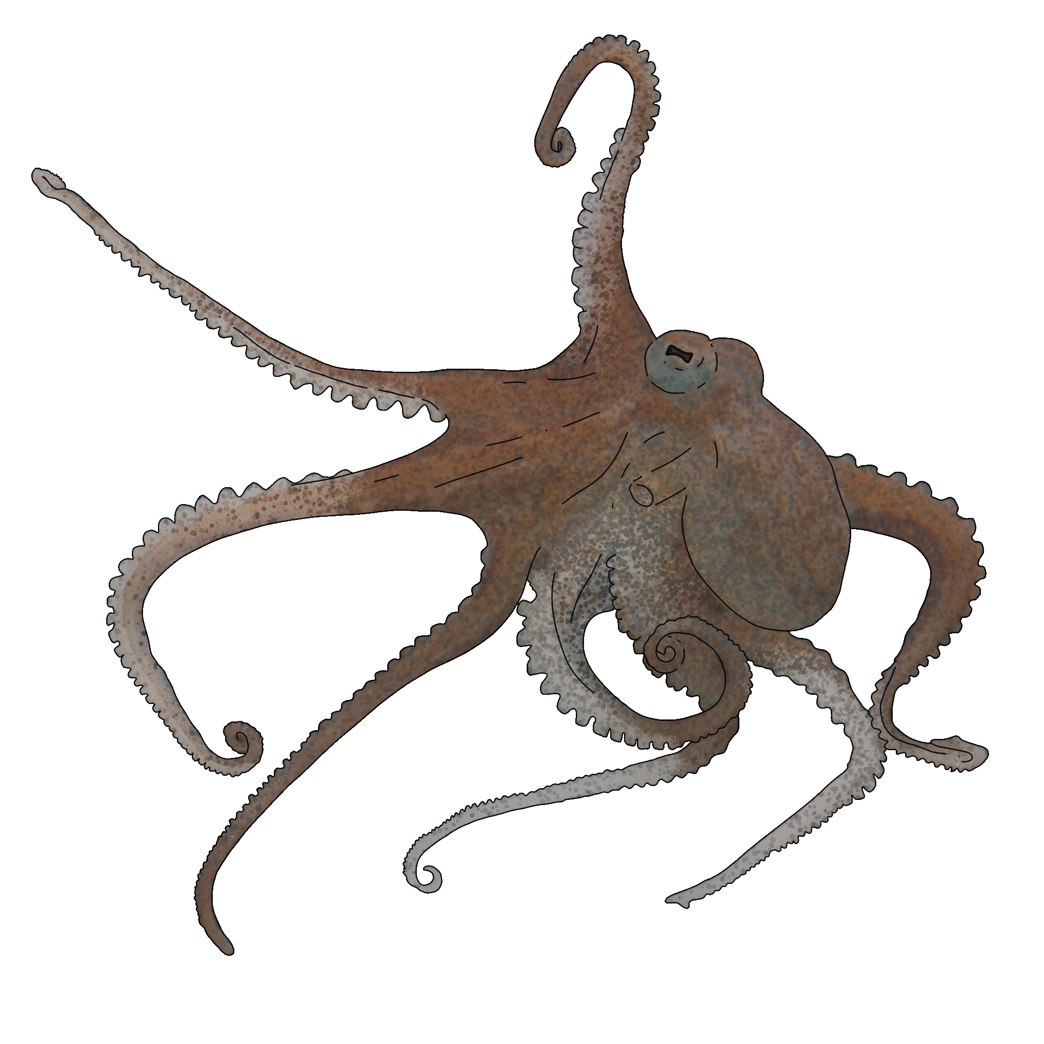 Octopus vulgaris