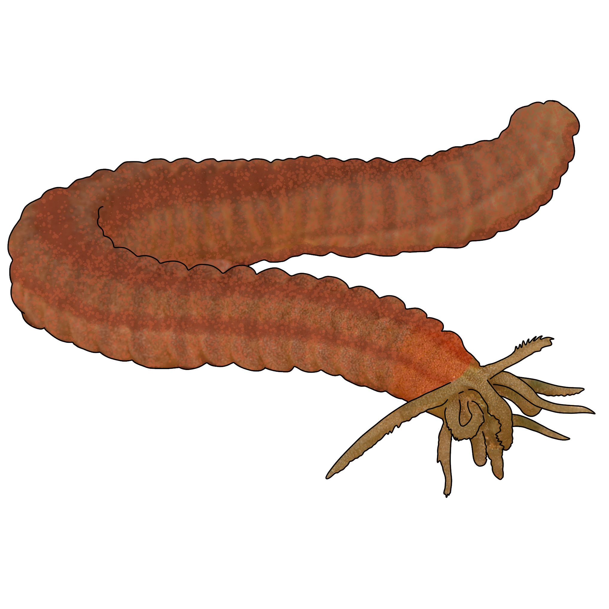 Opheodesoma australiensis