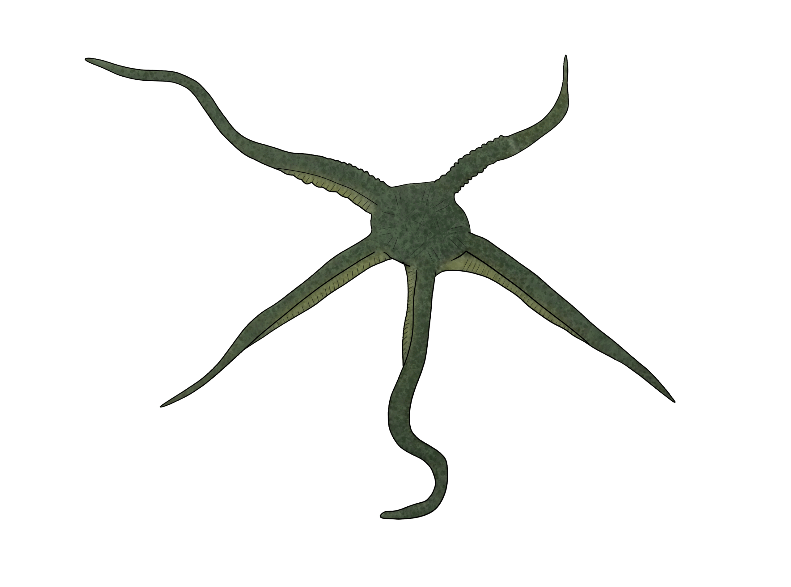 Ophiarachna incrassata