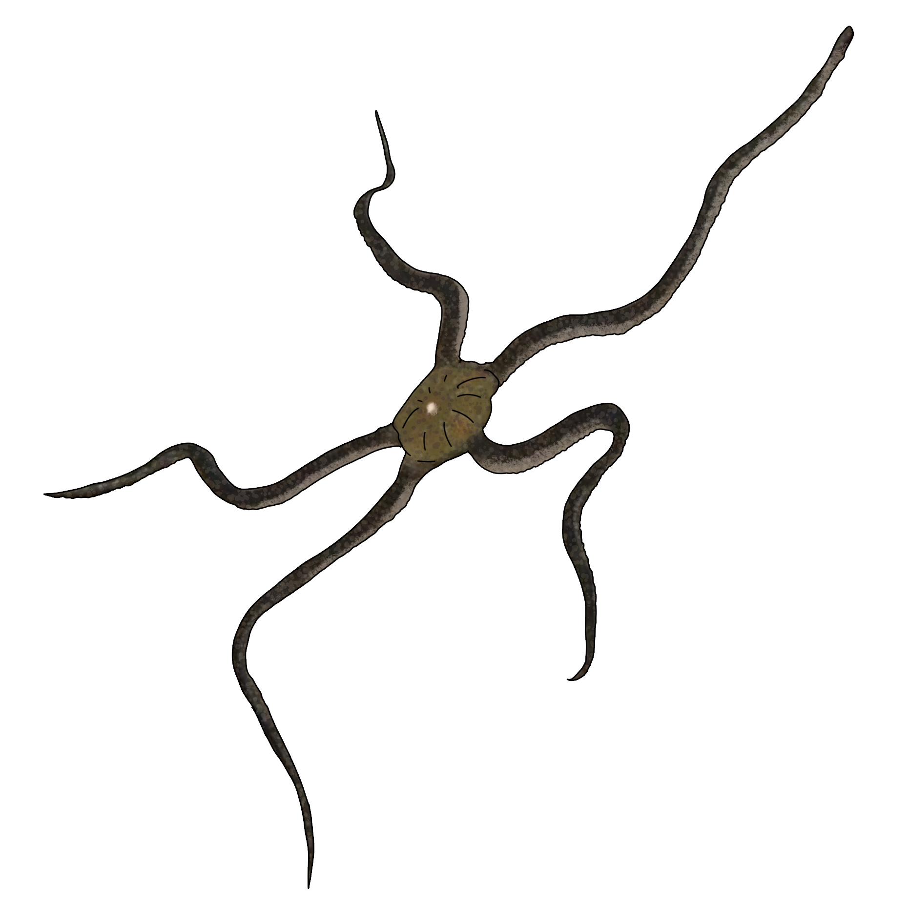 Ophioderma longicaudum