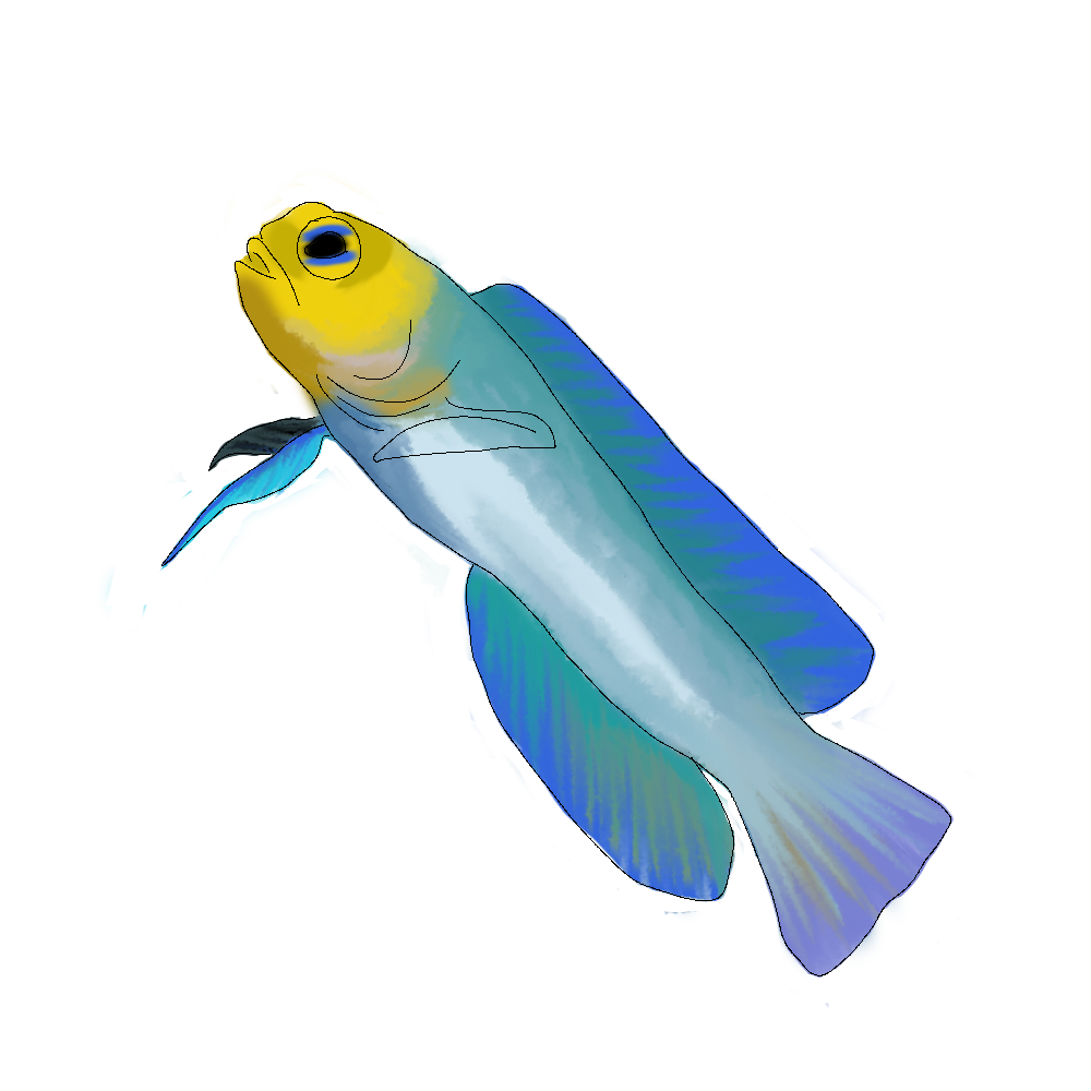 Opistognathus aurifrons