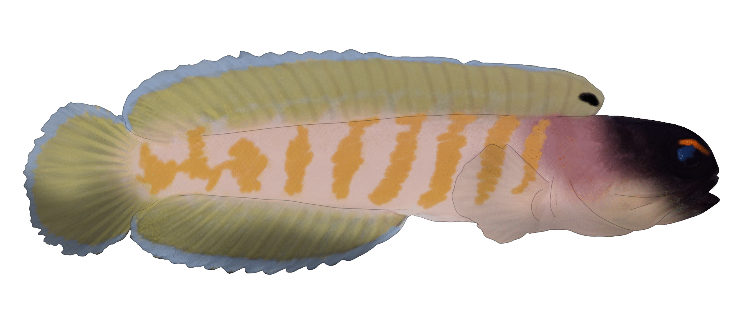 Opistognathus randalli