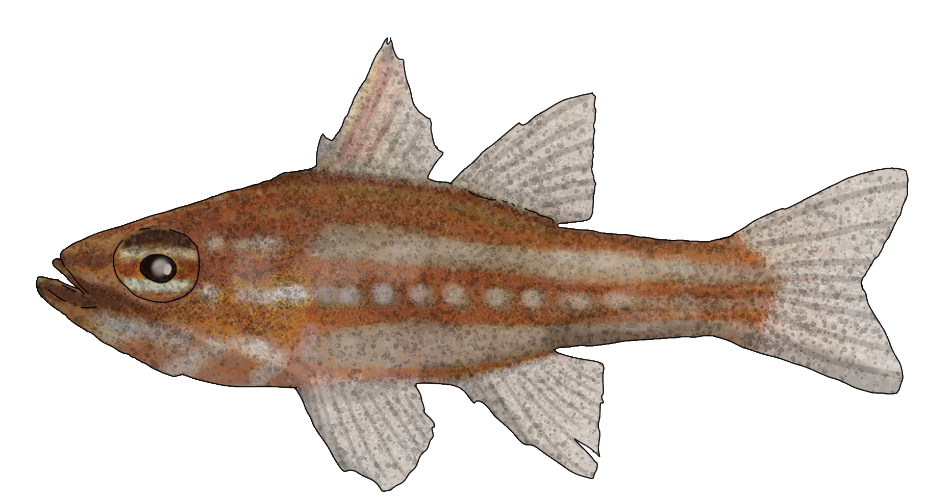 Ostorhinchus margaritophorus