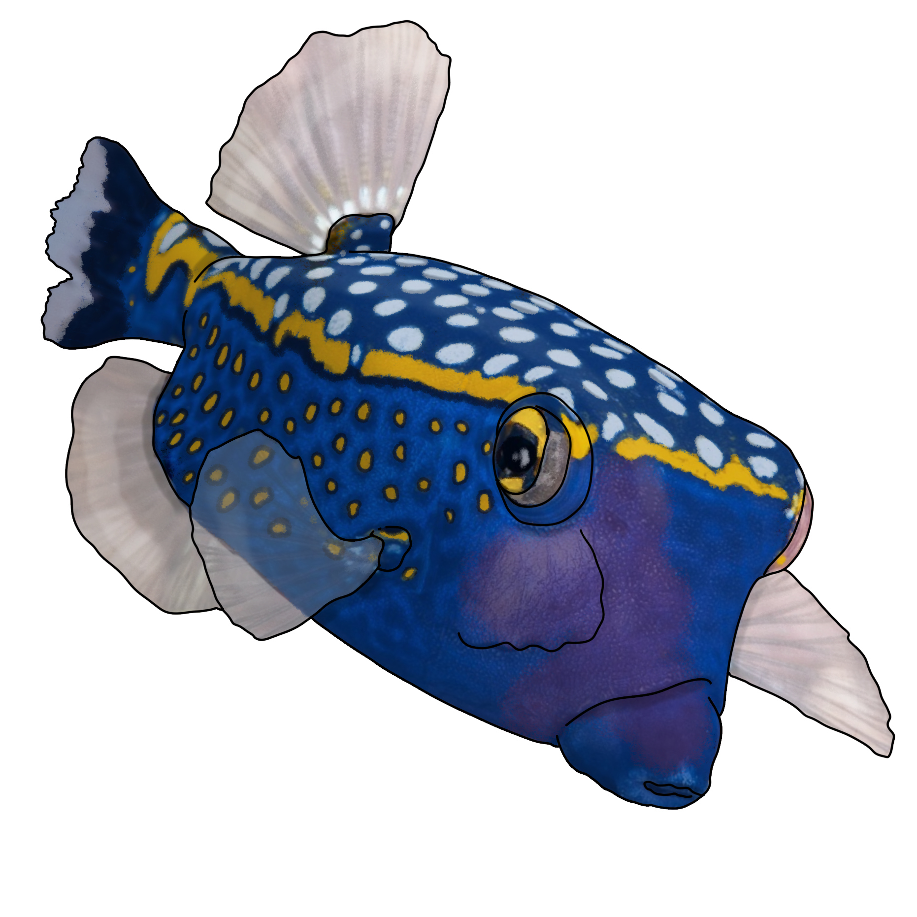 Ostracion meleagris