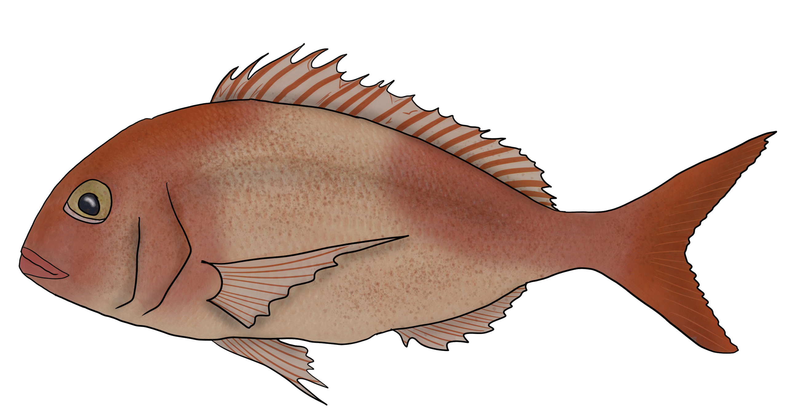 Pagrus pagrus​