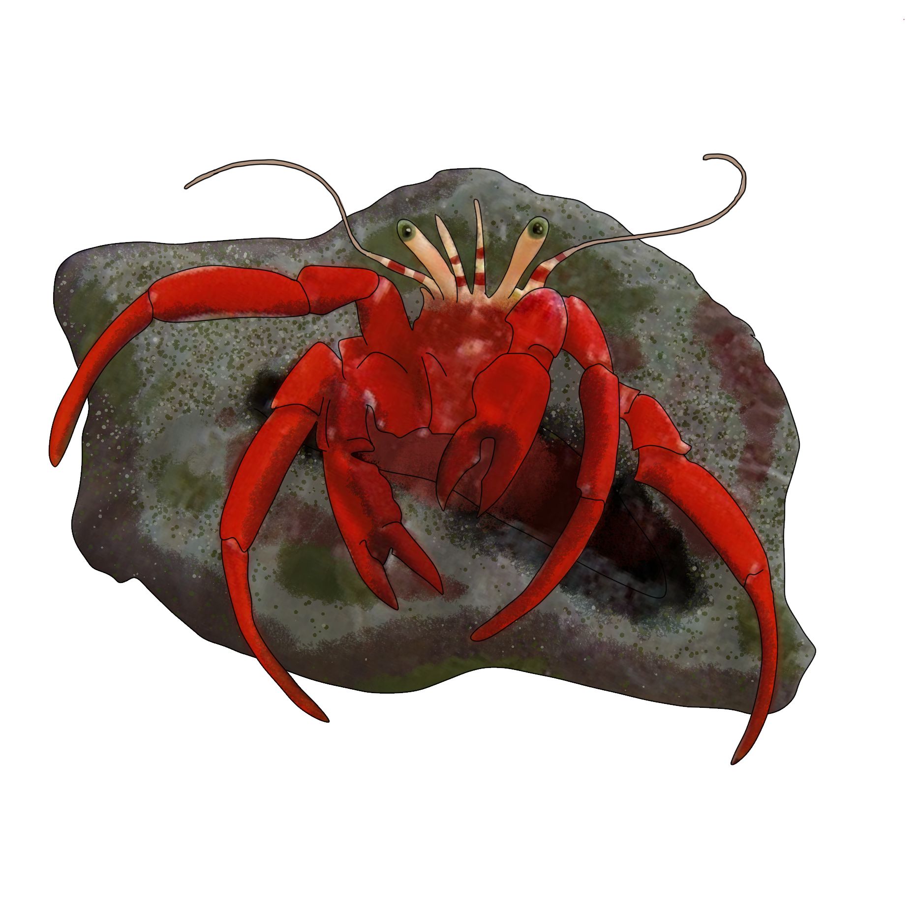 Paguristes cadenati