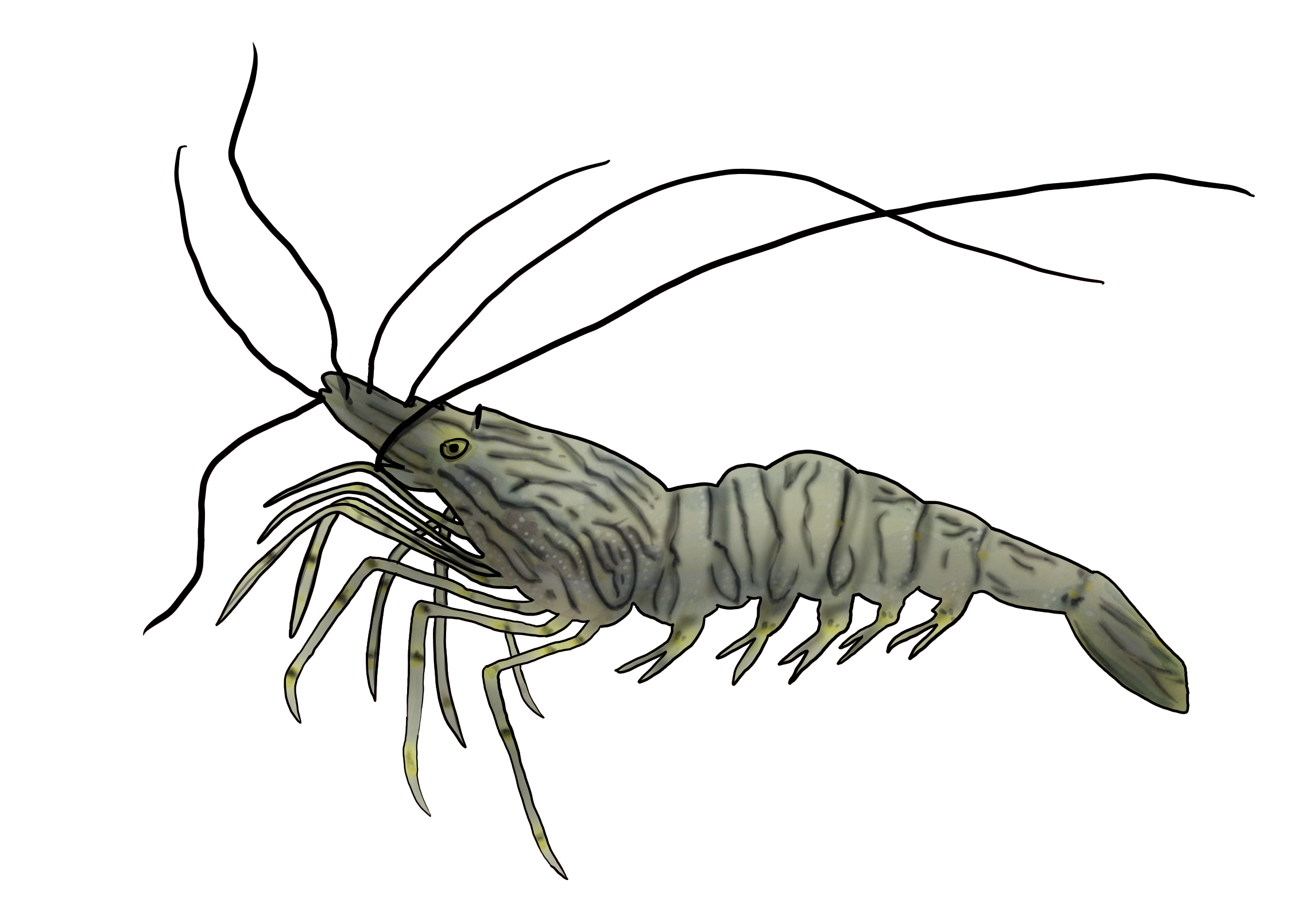 Palaemon serratus ​
