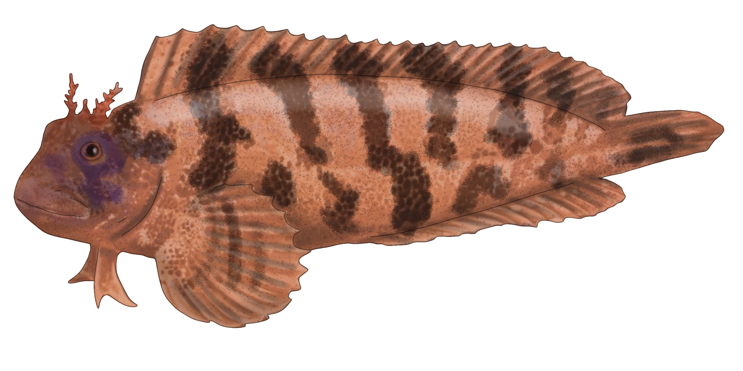 Parablennius gattorugine​