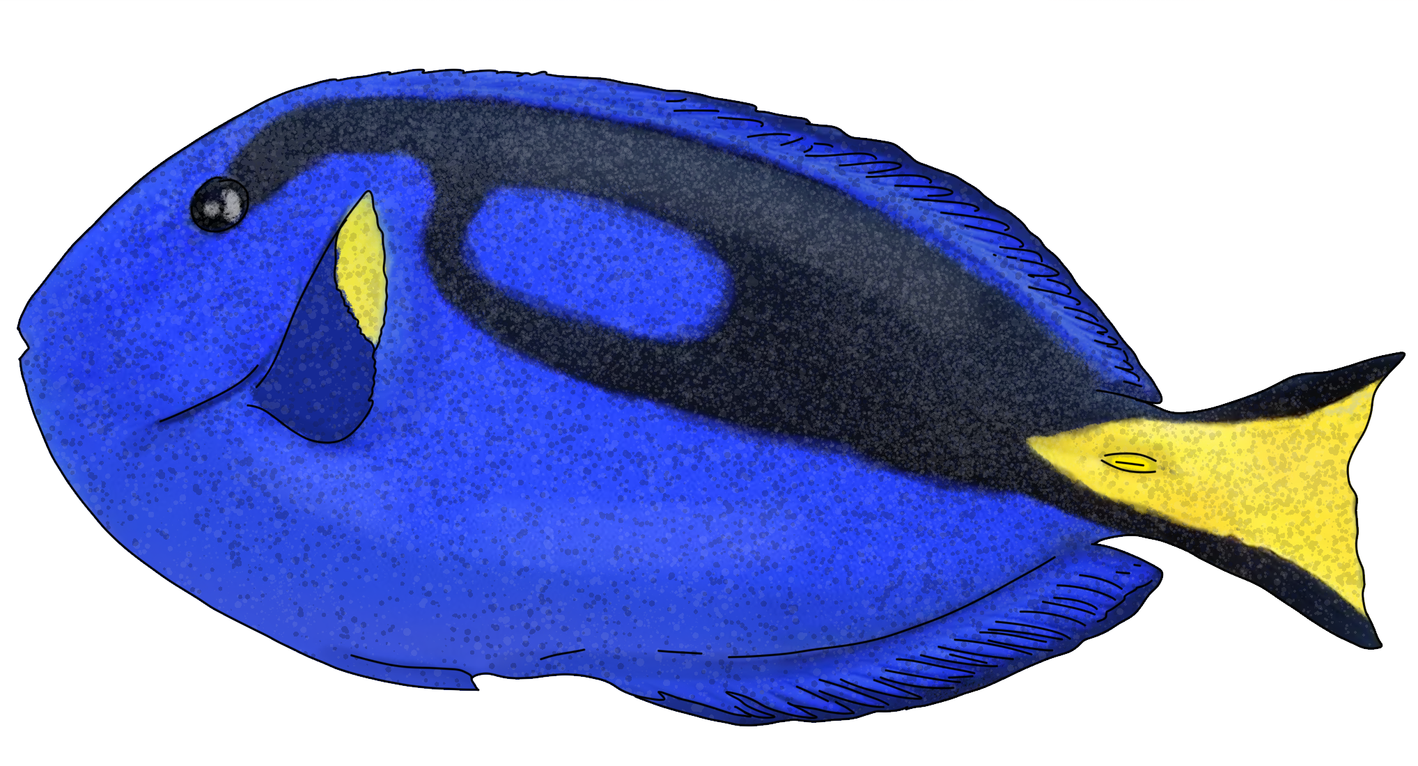 Paracanthurus hepatus