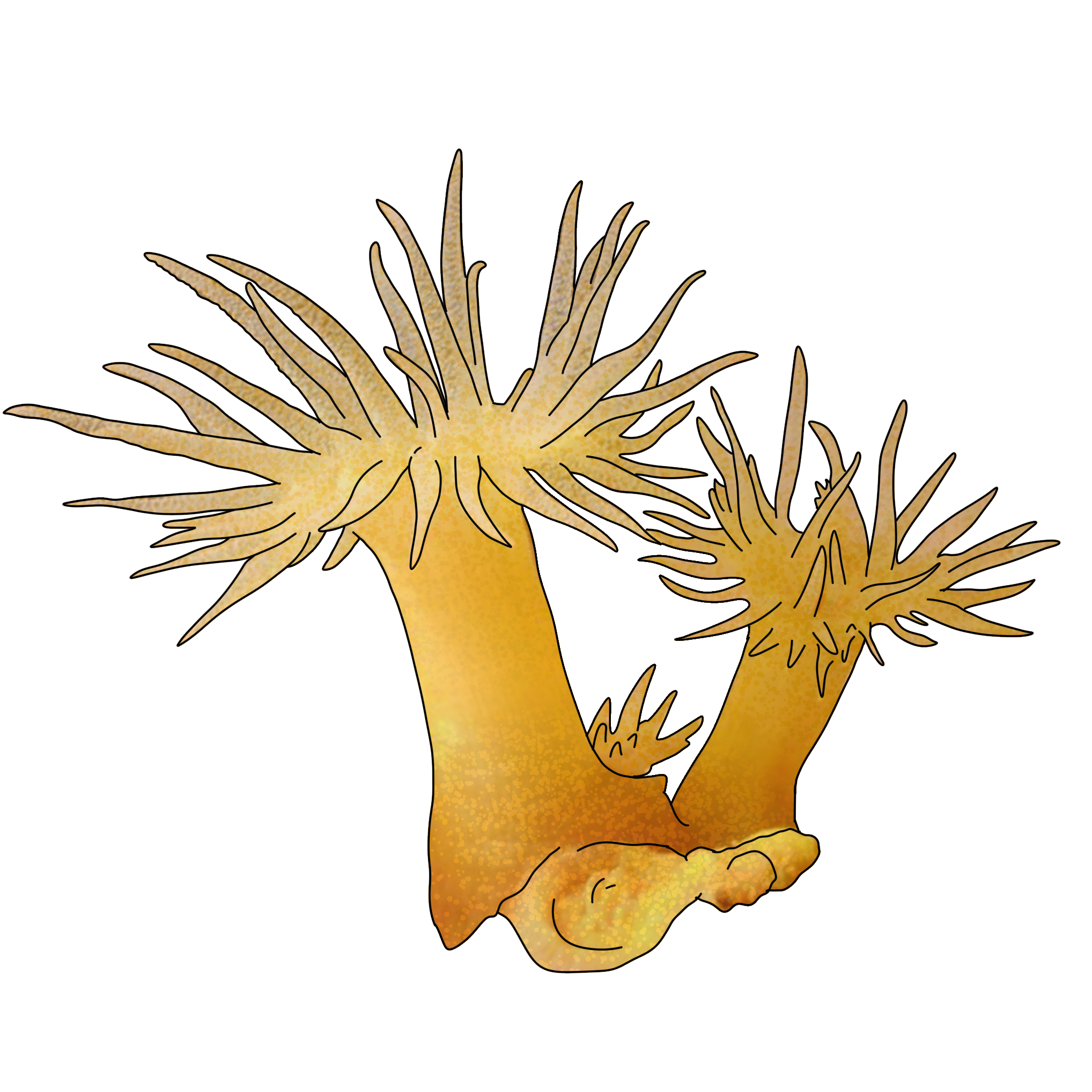 Parazoanthus axinellae