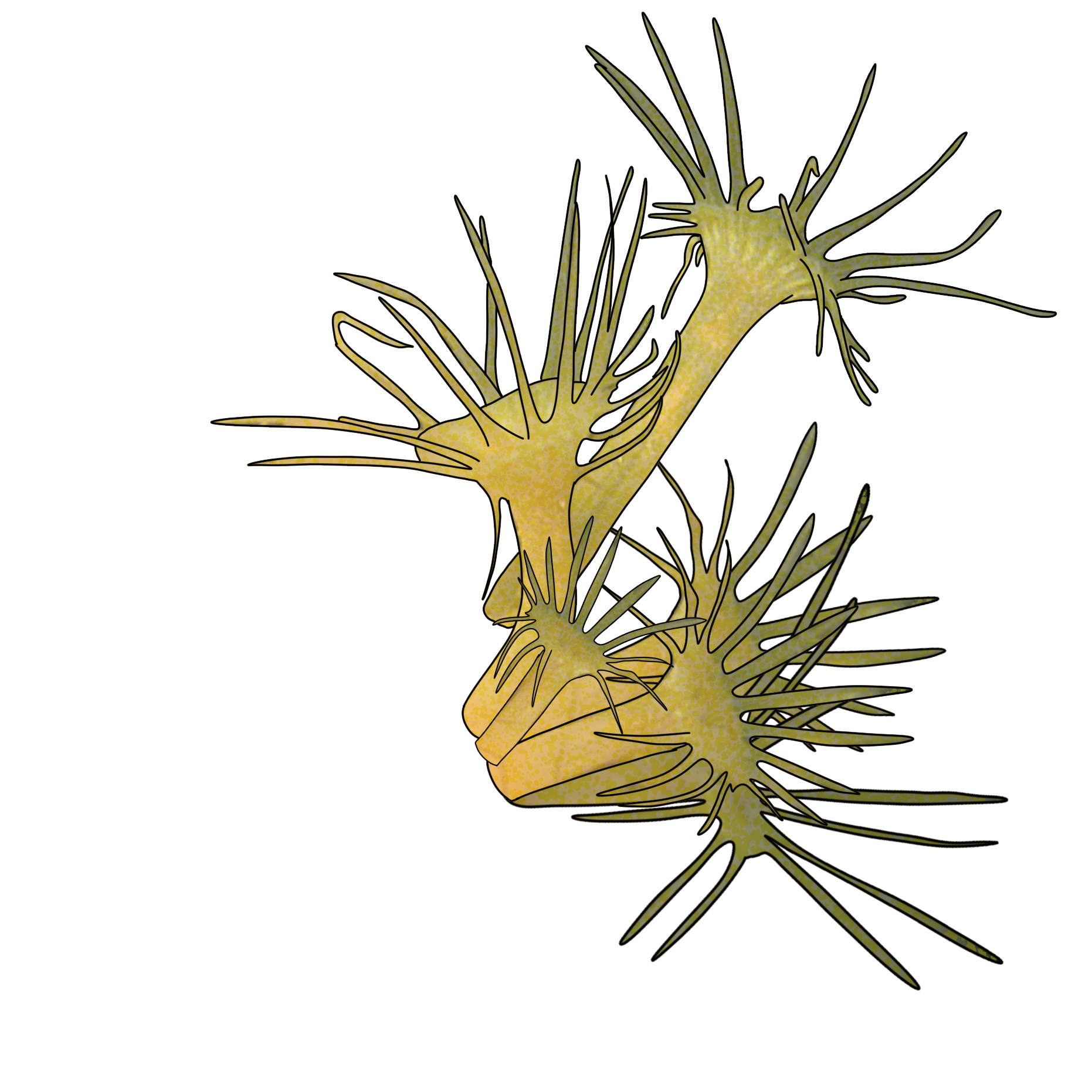 Parazoanthus gracilis