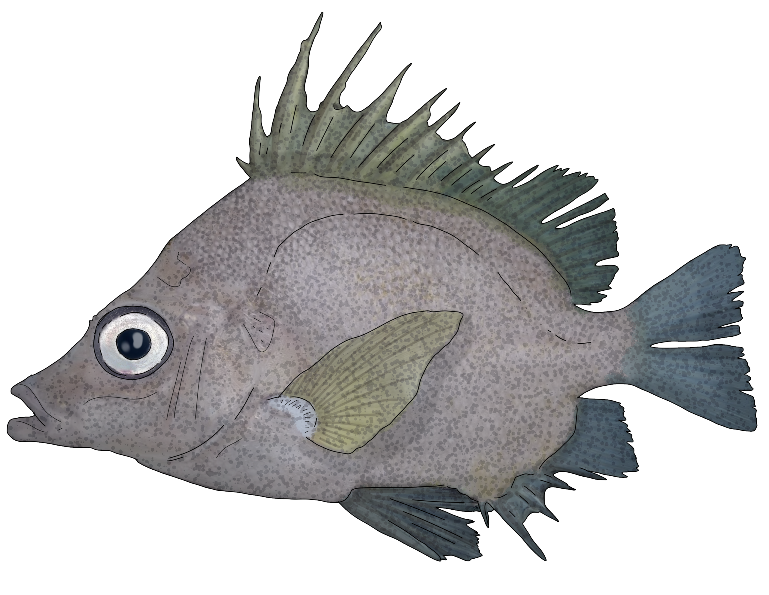 Pentaceros japonicus