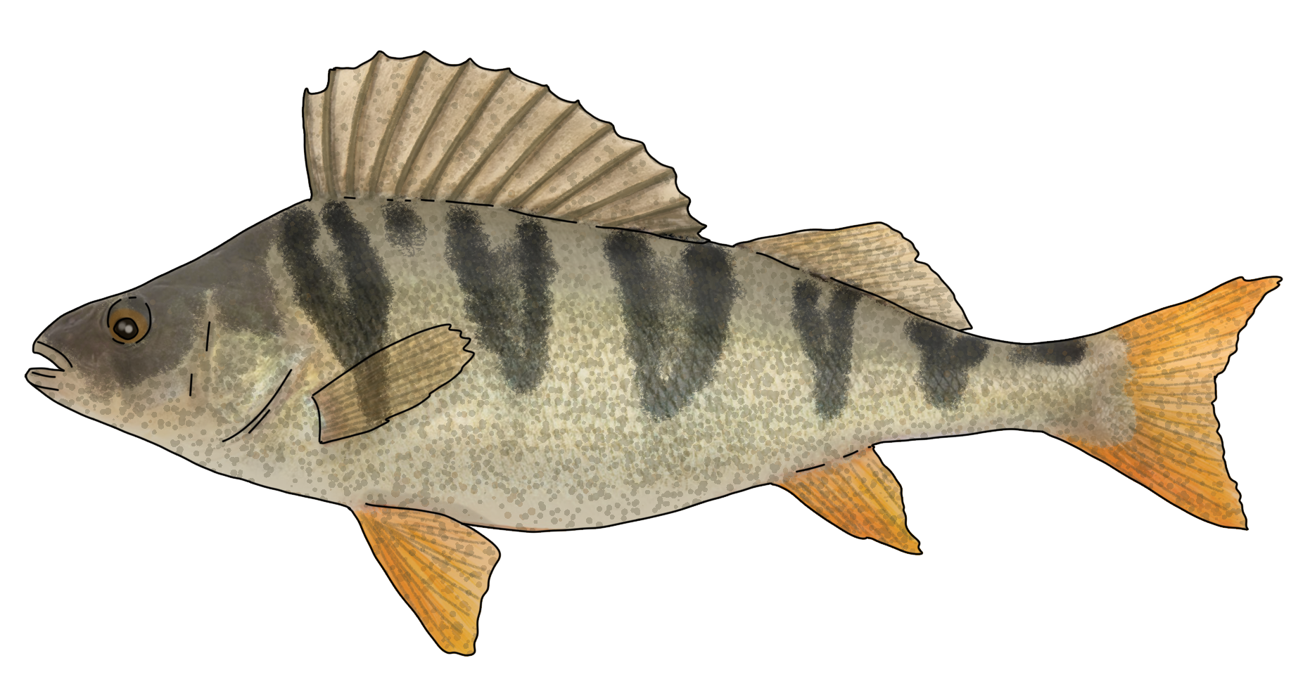Perca fluviatilis