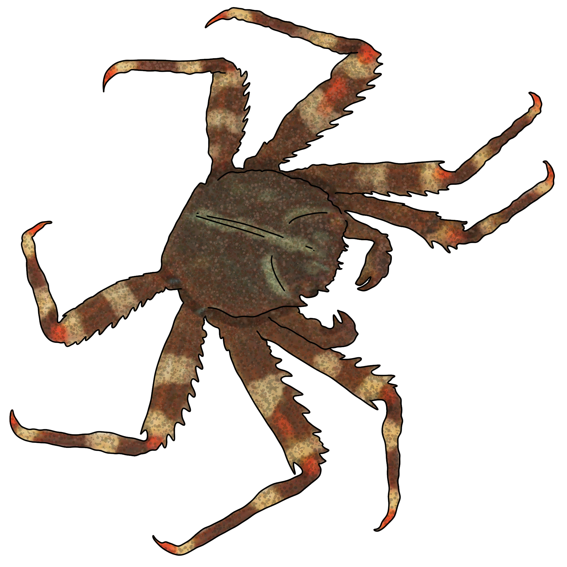 Percnon gibbesi