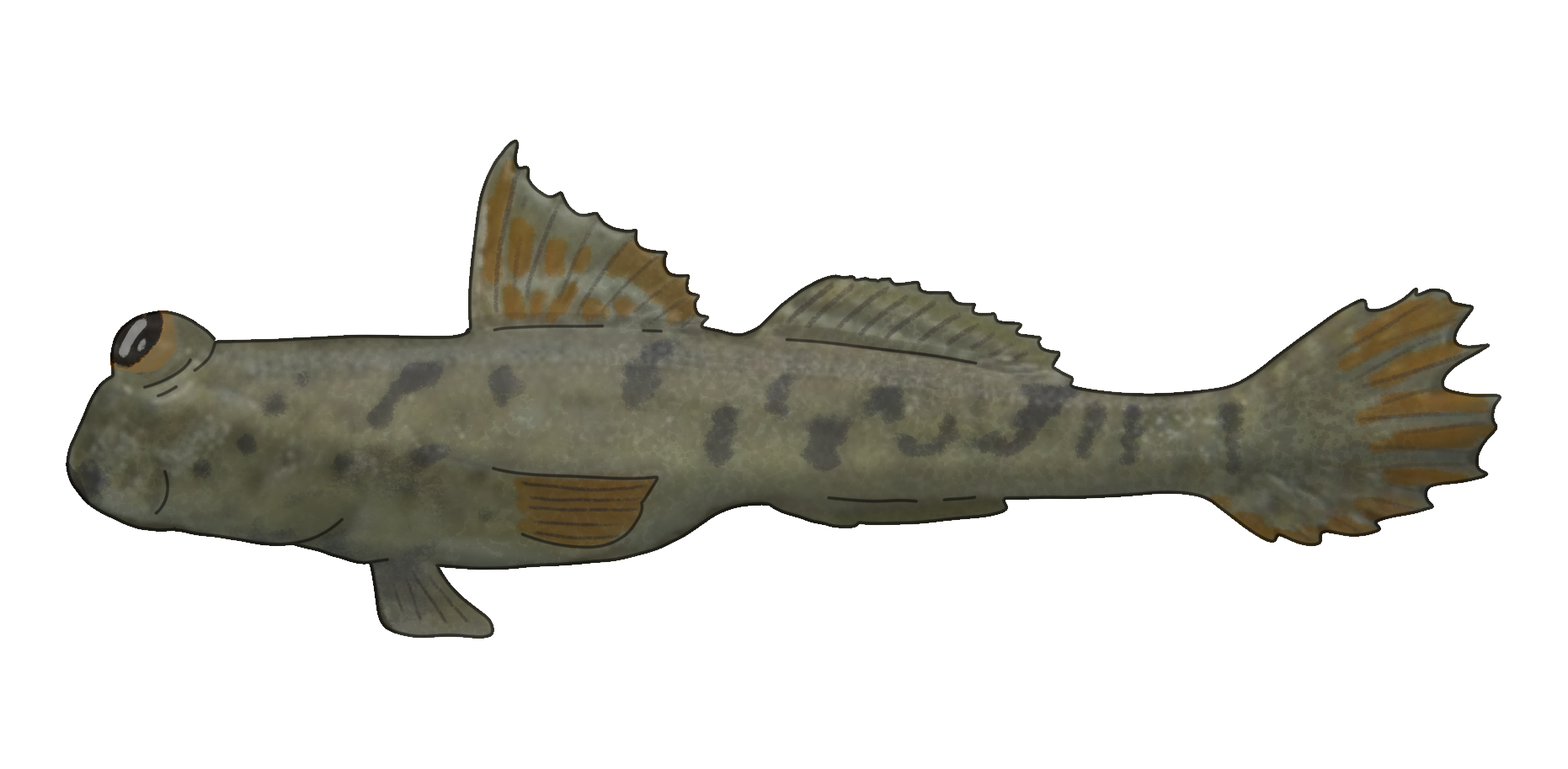 Periophtalmus gracilis