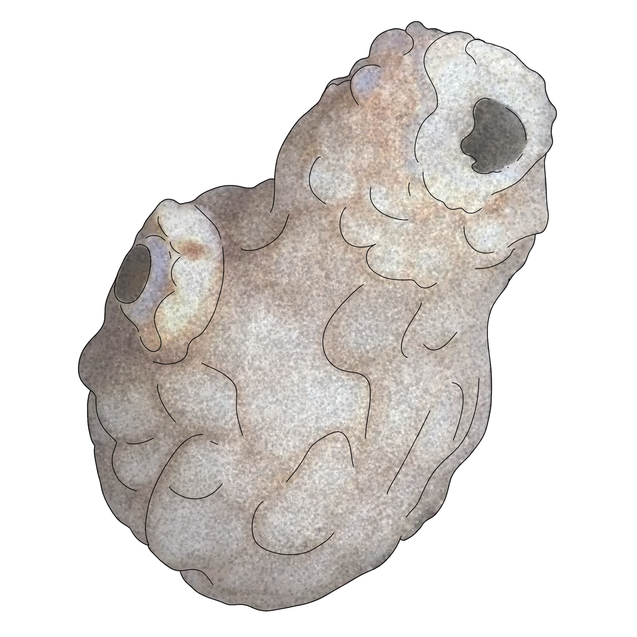 Phallusia mammillata