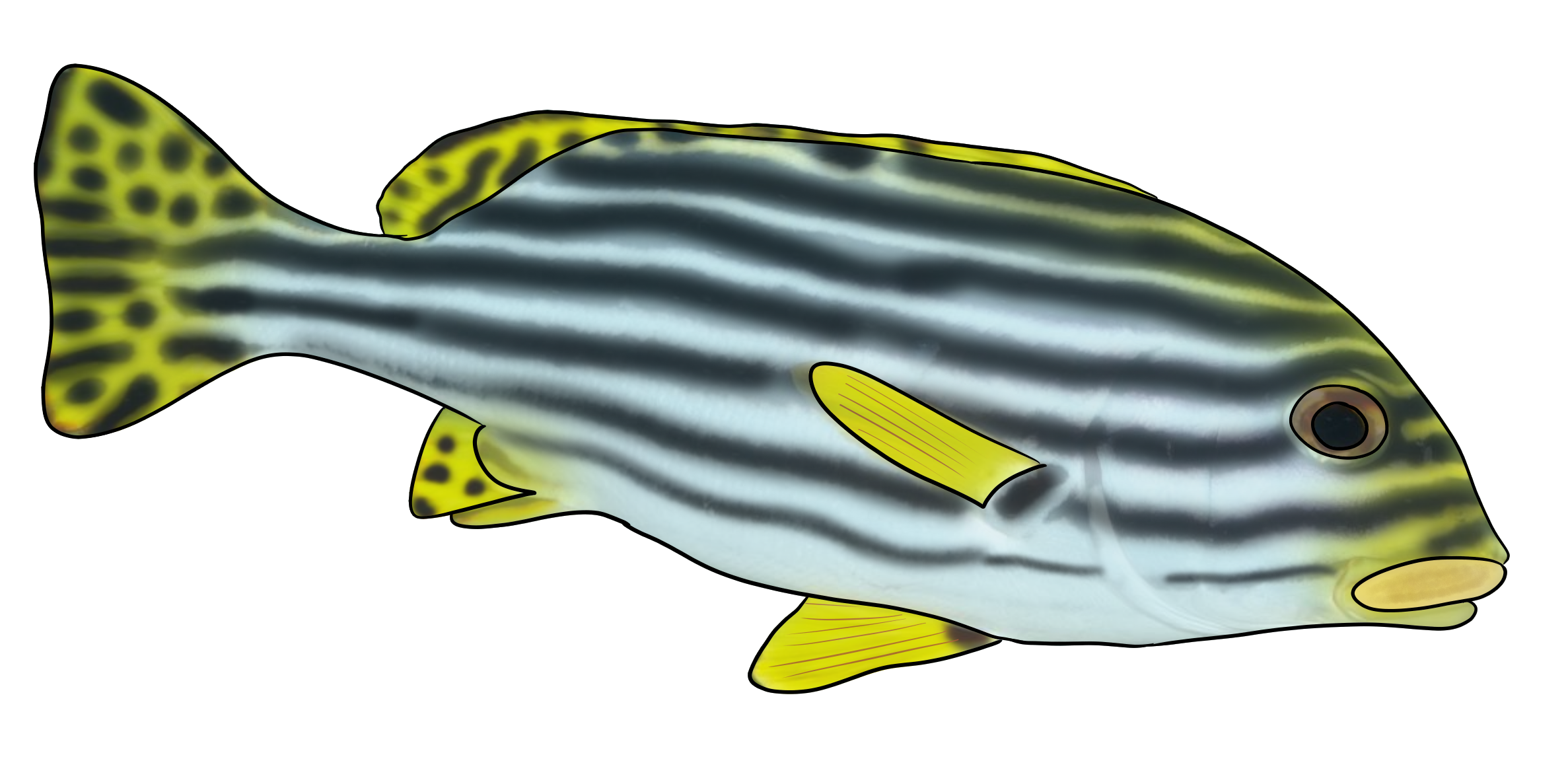 Plectorhinchus diagrammus