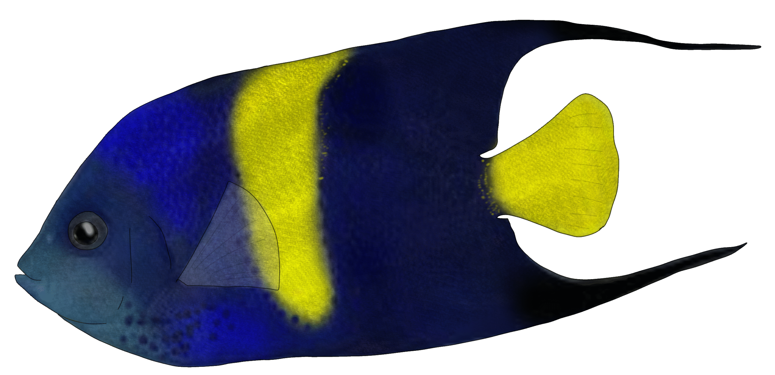 Pomacanthus asfur