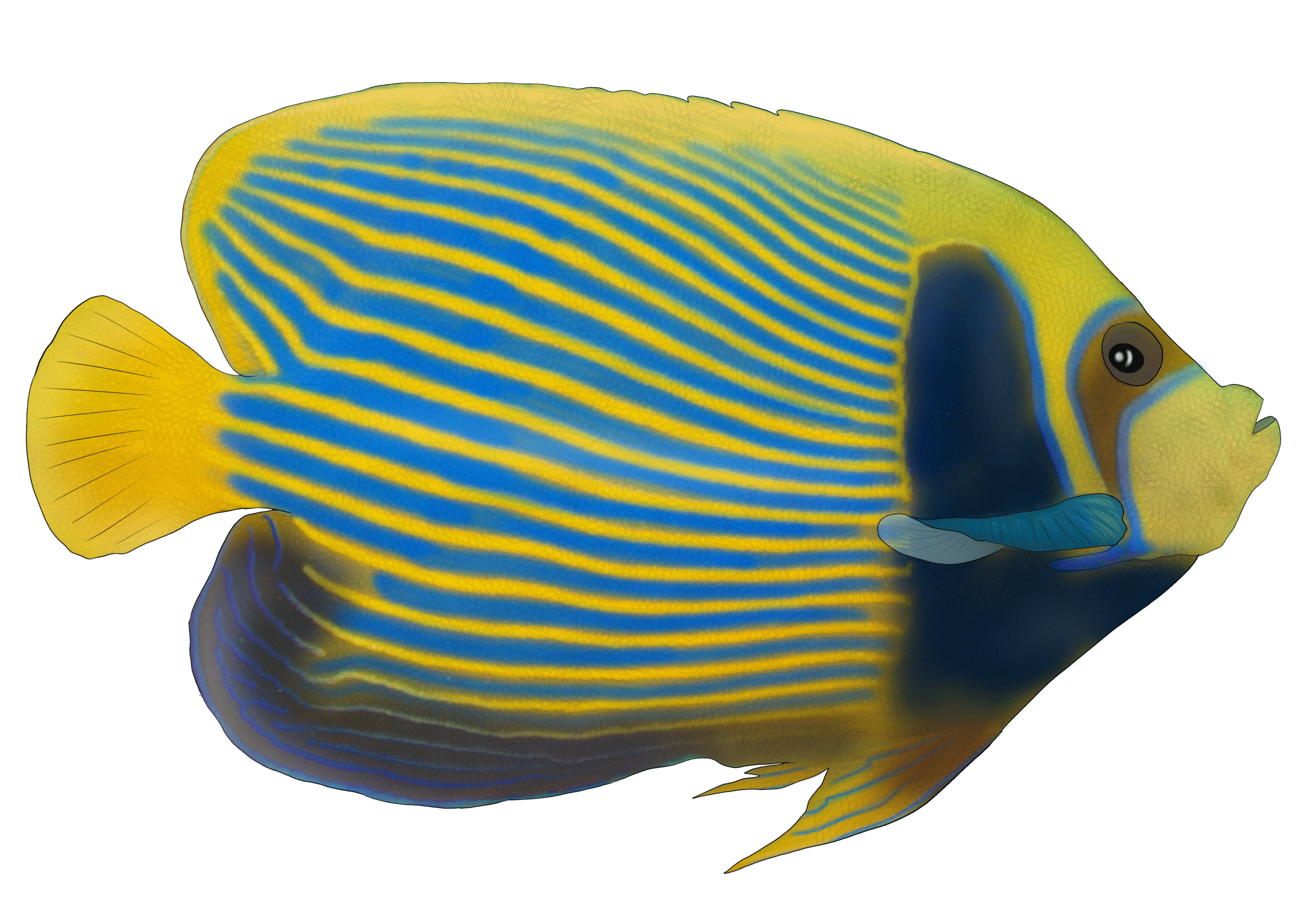 Pomacanthus imperator
