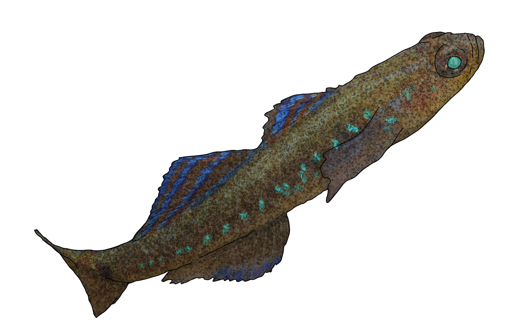 Gobiusculus flavescens