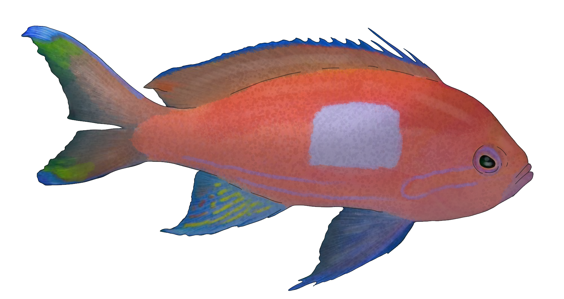 Pseudanthias pleurotaenia