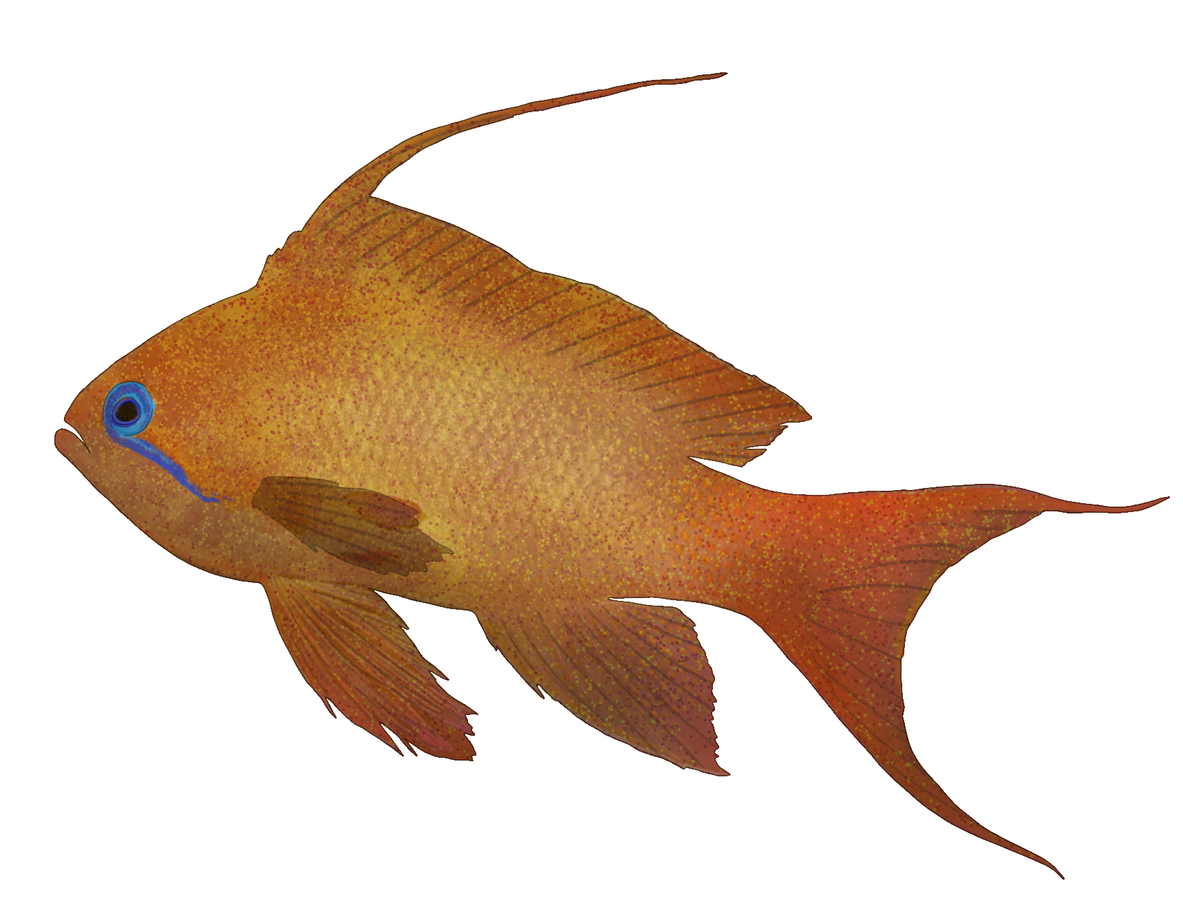 Pseudanthias squamipinnis