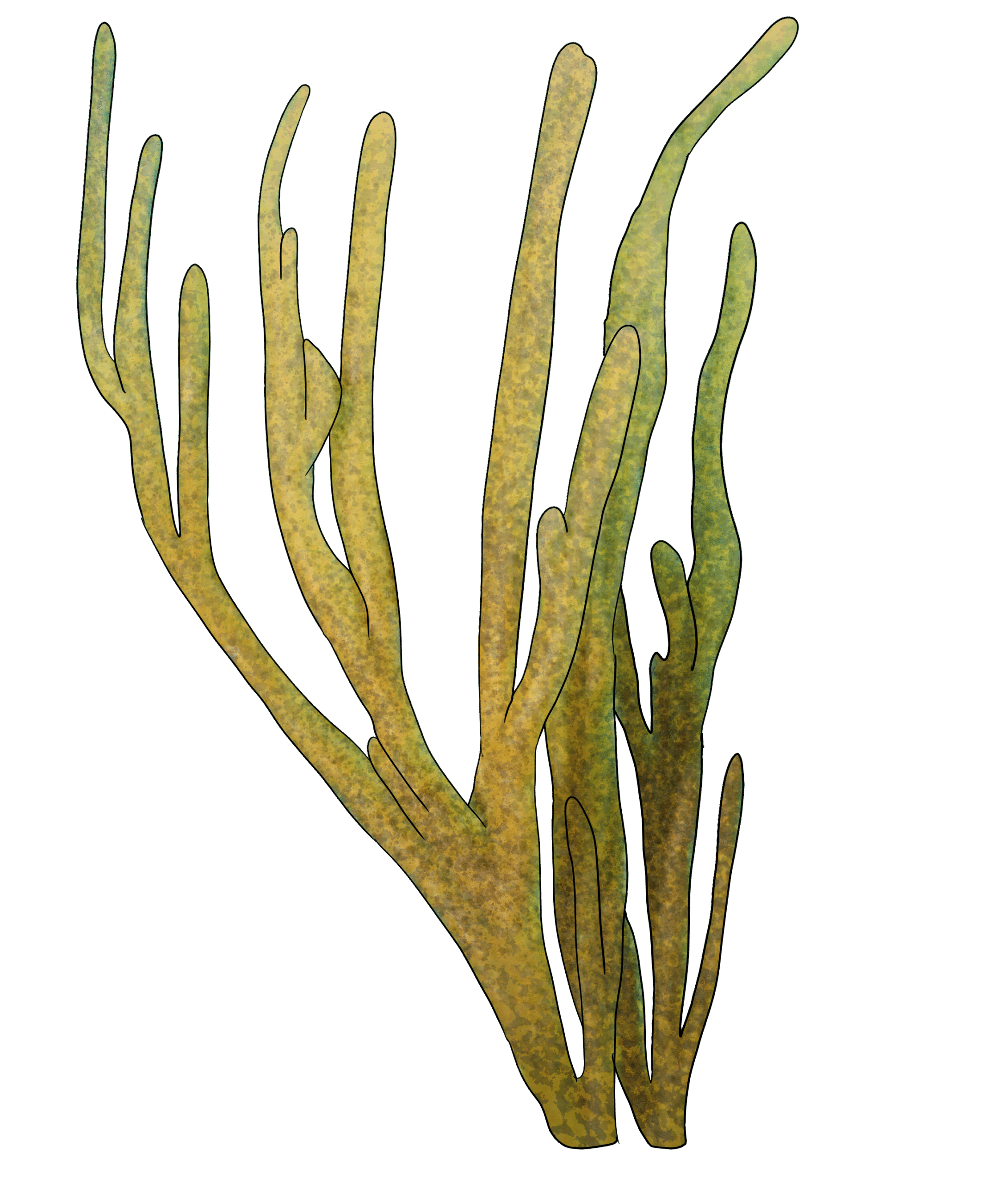 Pseudoplexaura flagellosa​
